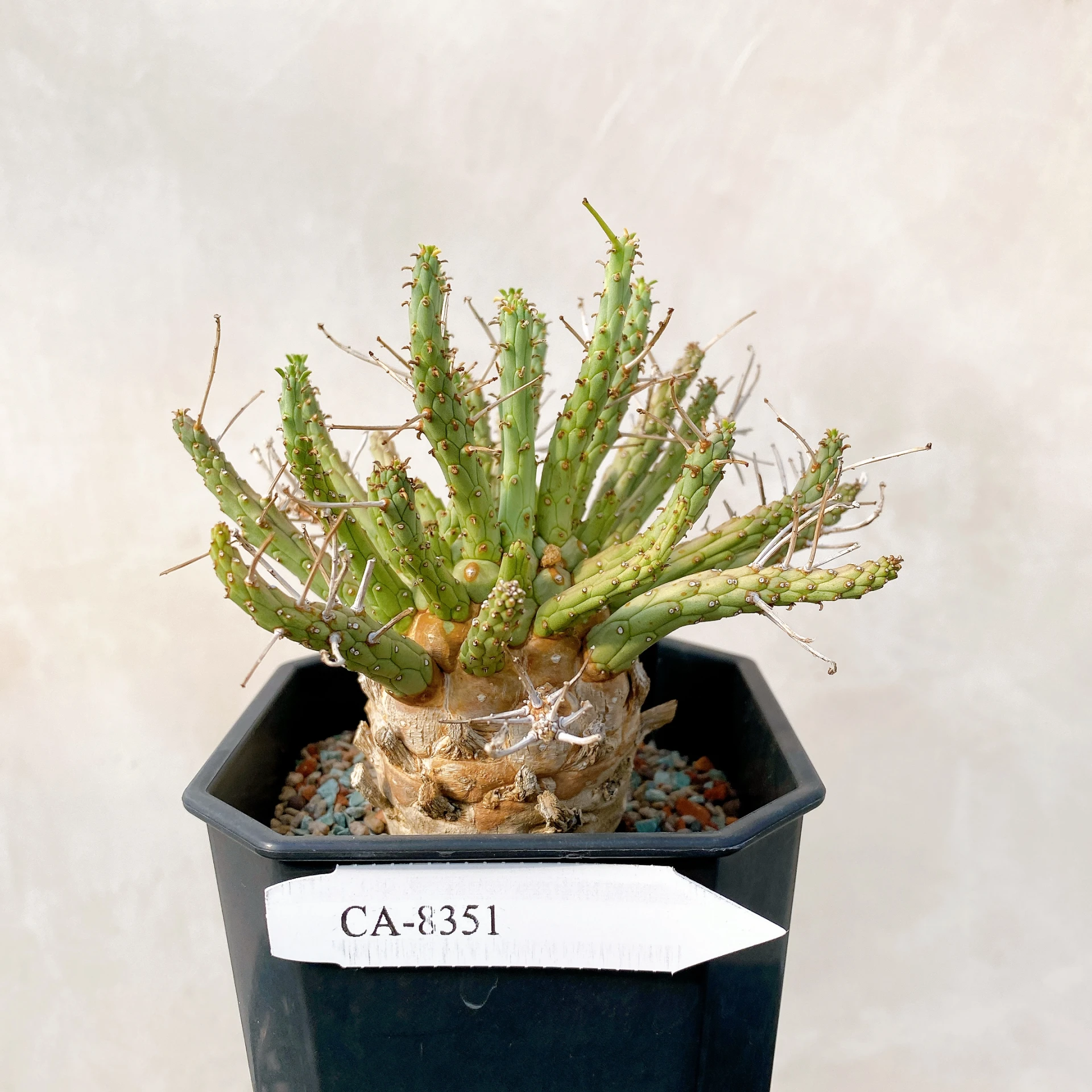 霍普頓大戟 Euphorbia hopetownensis CA-8351