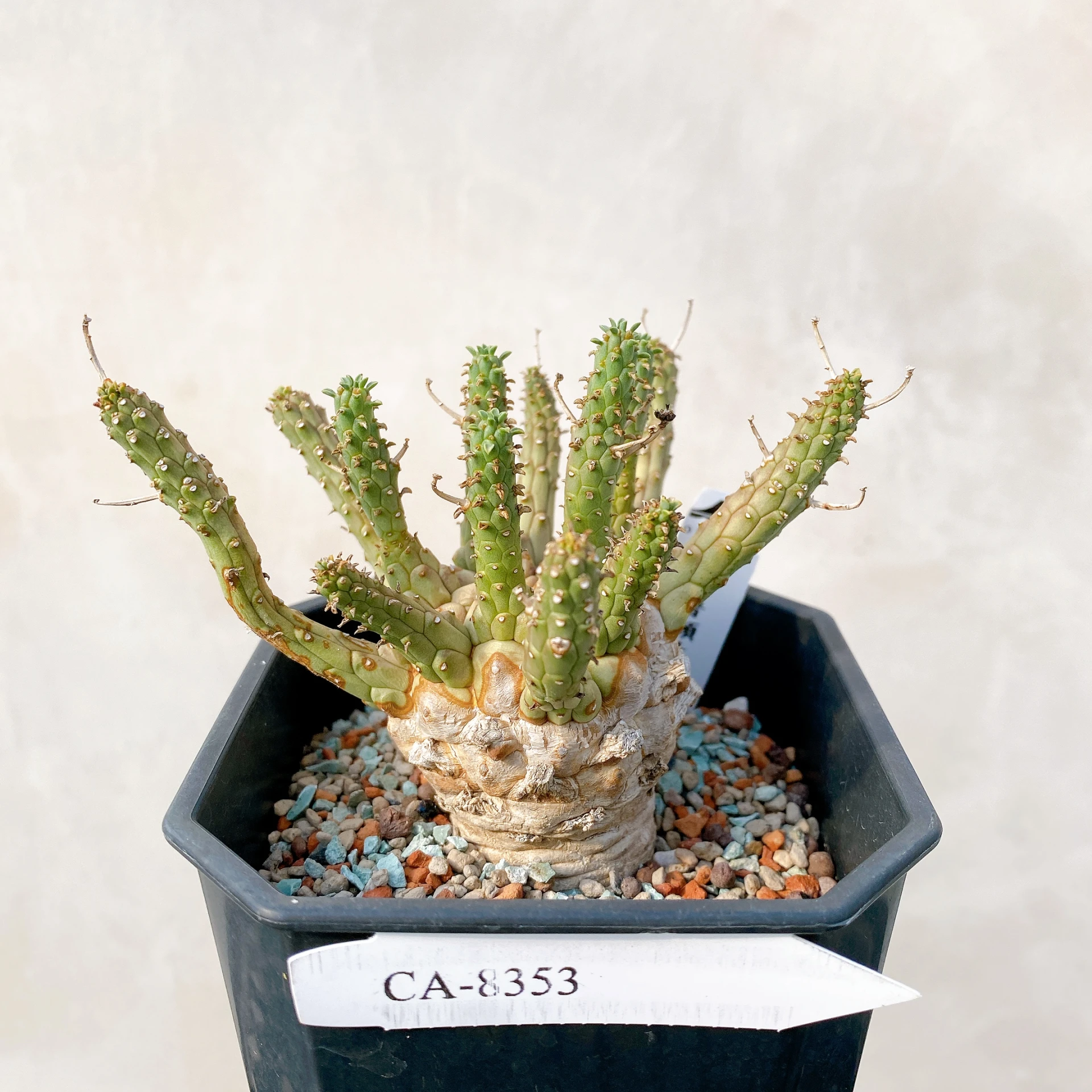 霍普頓大戟 Euphorbia hopetownensis CA-8353