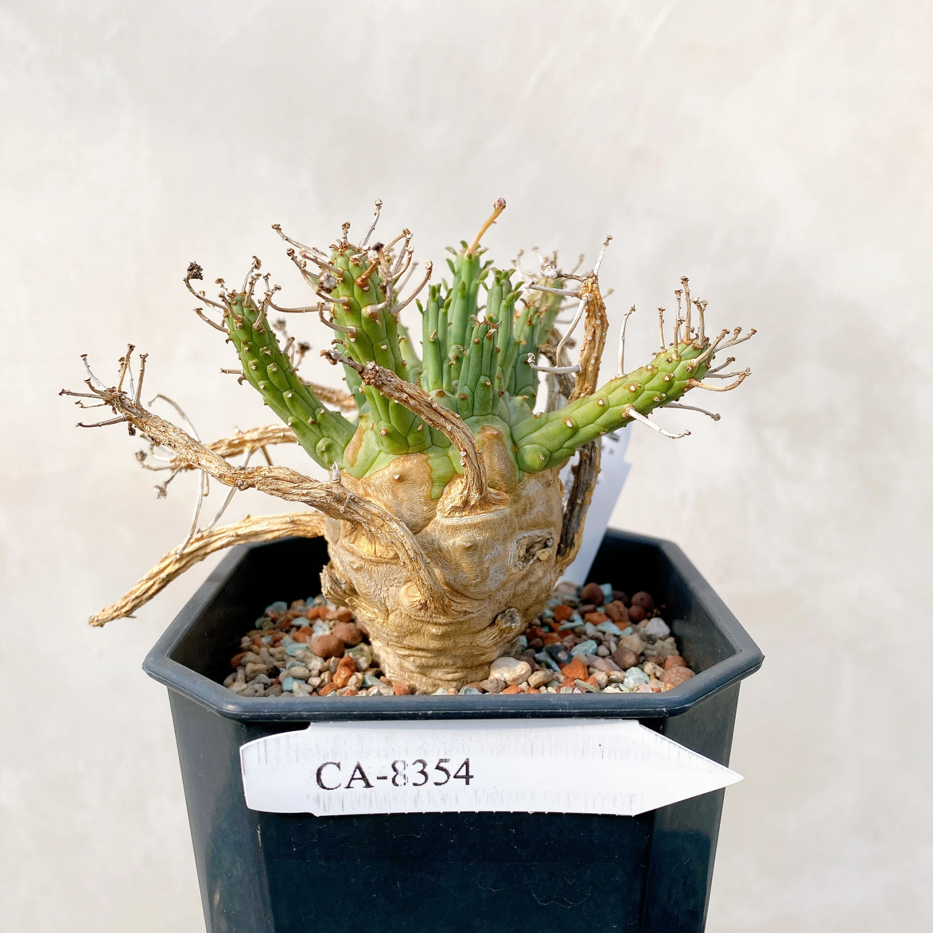 霍普頓大戟 Euphorbia hopetownensis CA-8354