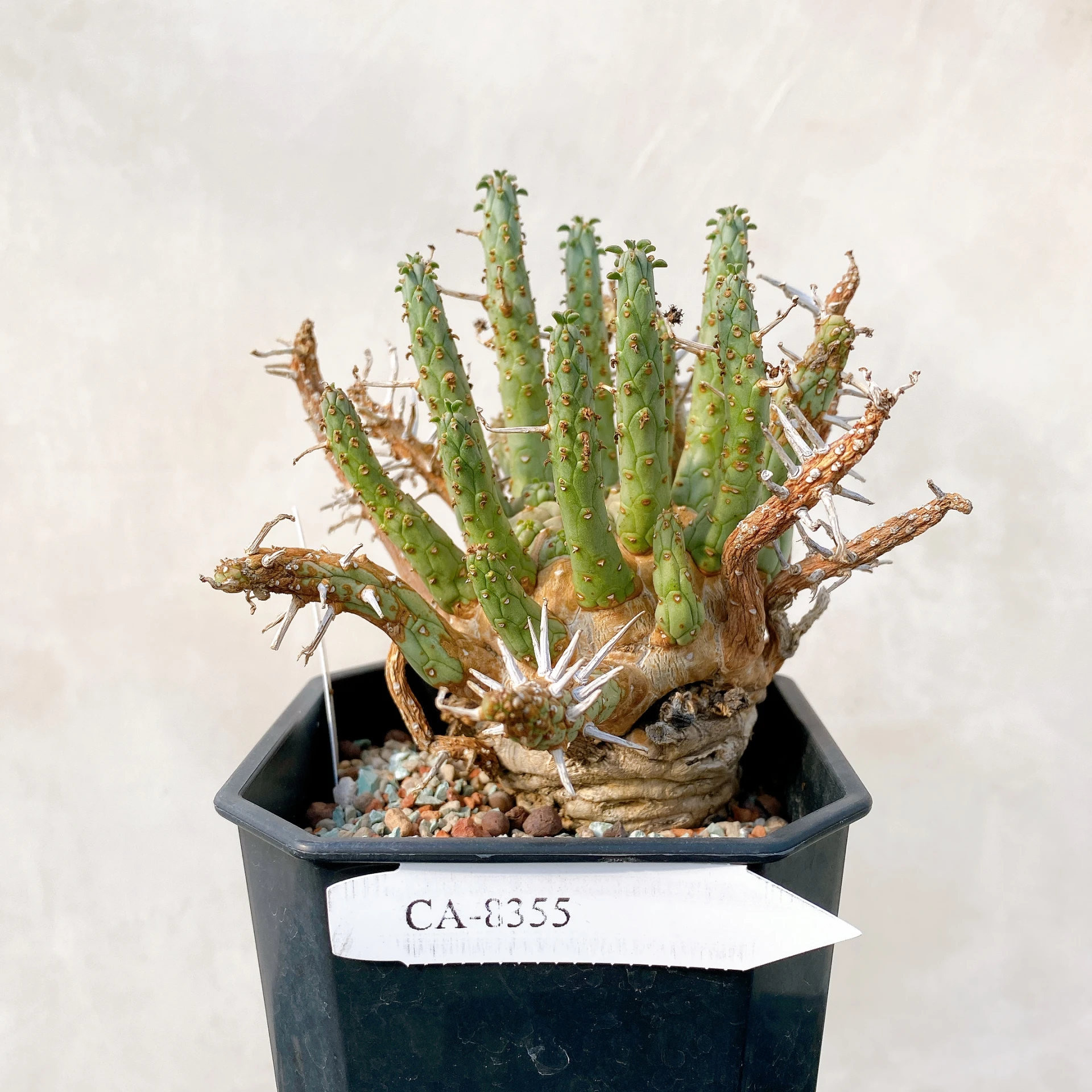 霍普頓大戟 Euphorbia hopetownensis CA-8355