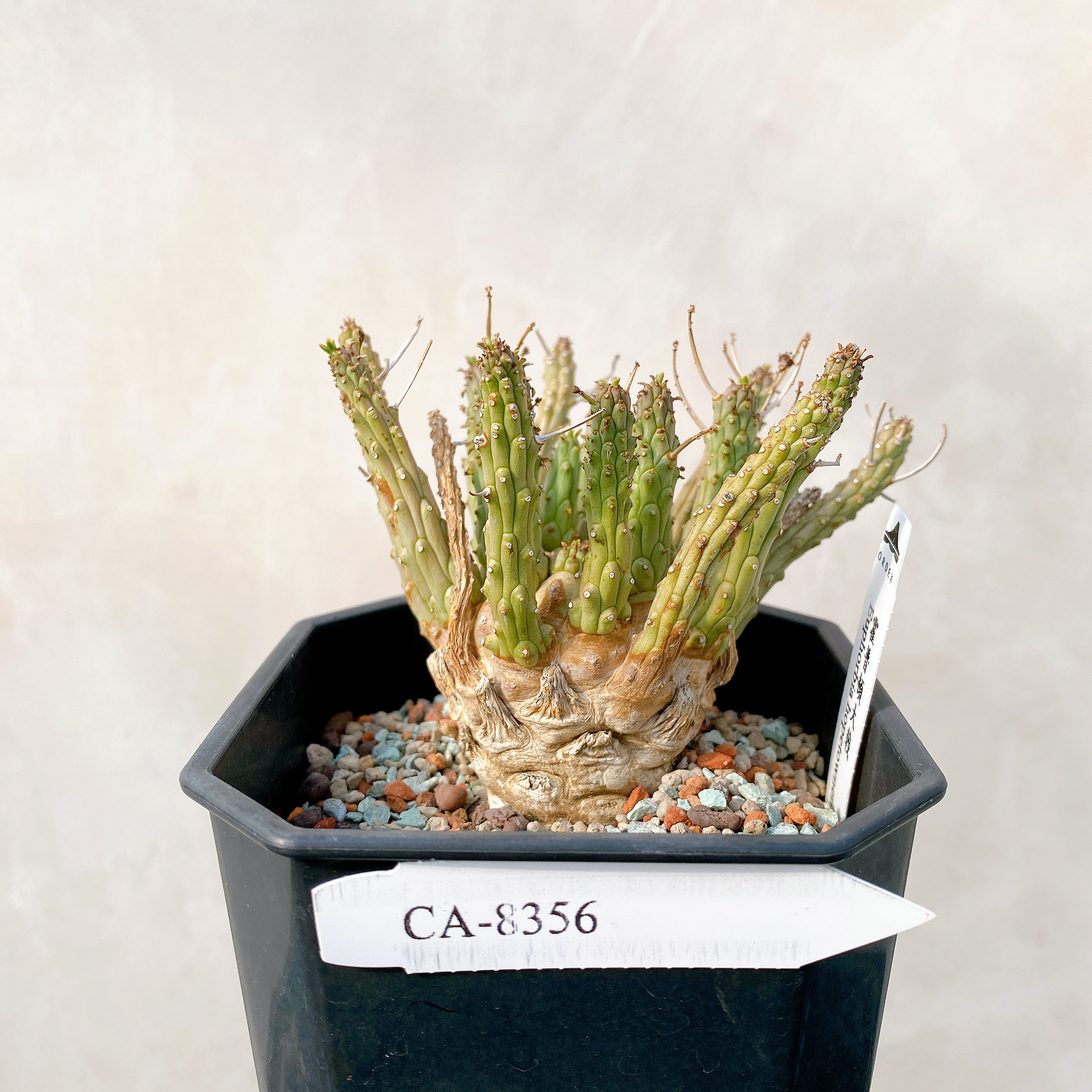 Euphorbia hopetownensis F267【大株】 ユーフォルビア ホープタウン