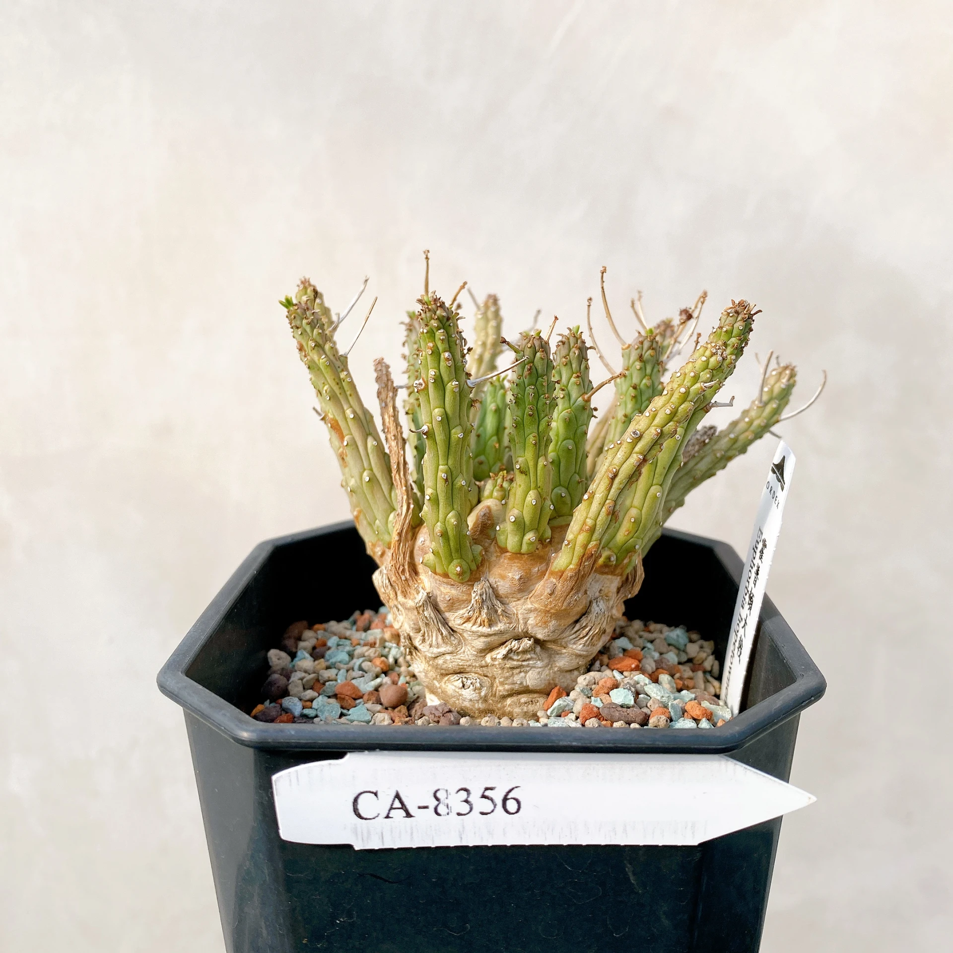 霍普頓大戟 Euphorbia hopetownensis CA-8356