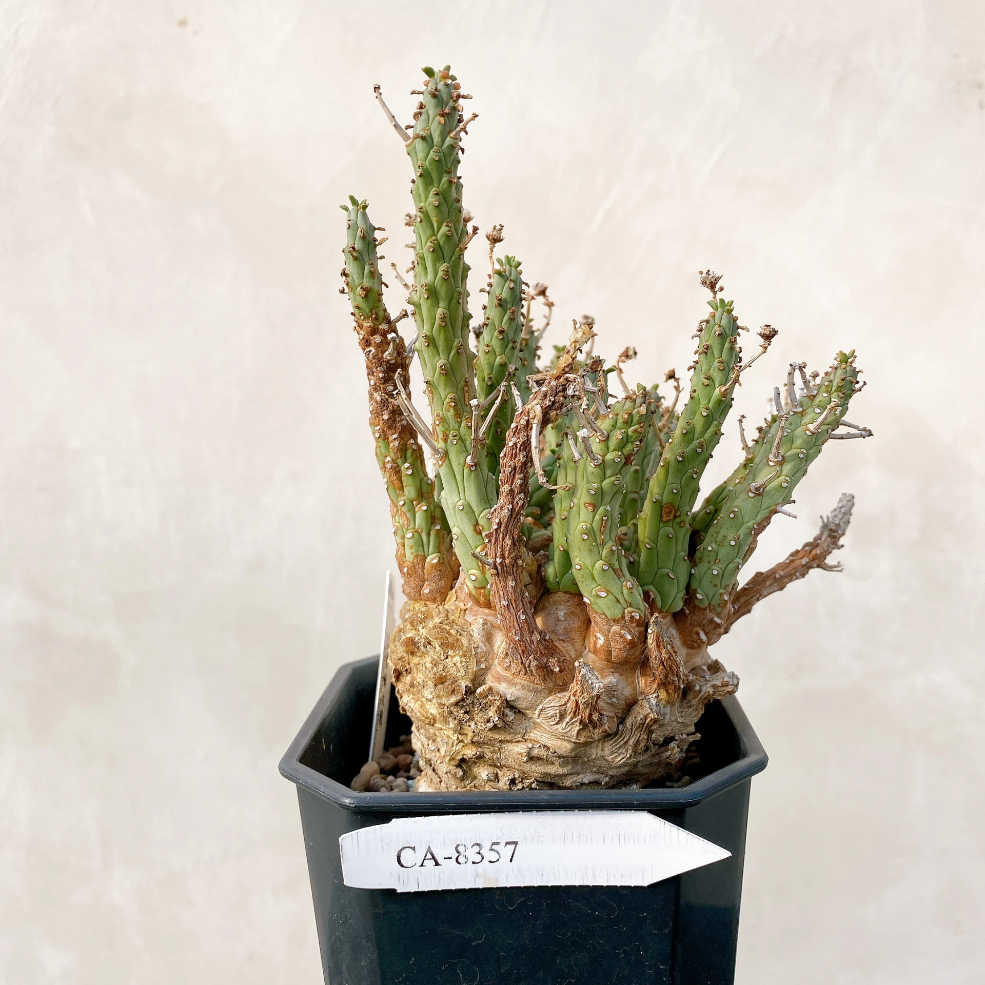 霍普頓大戟 Euphorbia hopetownensis CA-8357