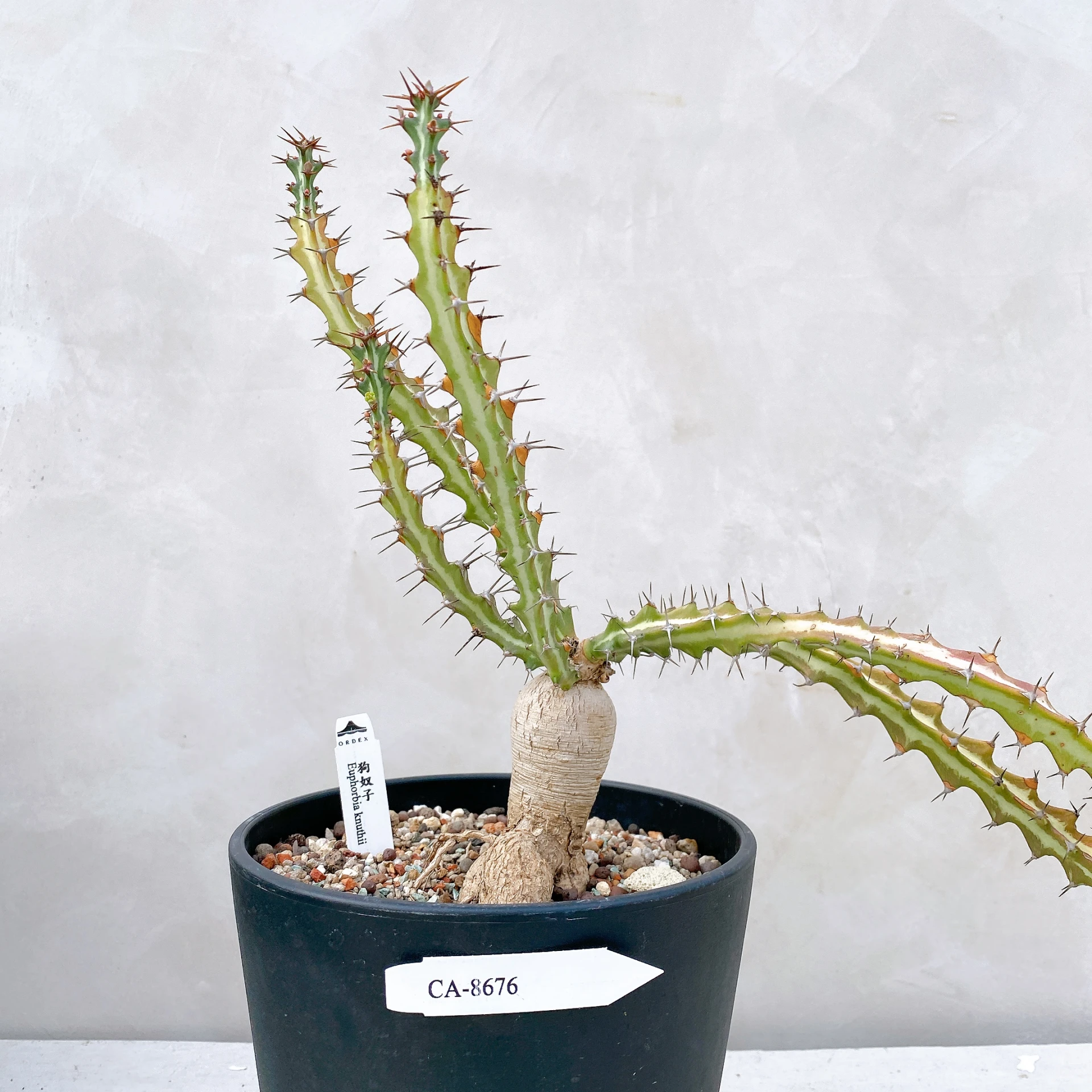 狗奴子 Euphorbia knuthii CA-8676