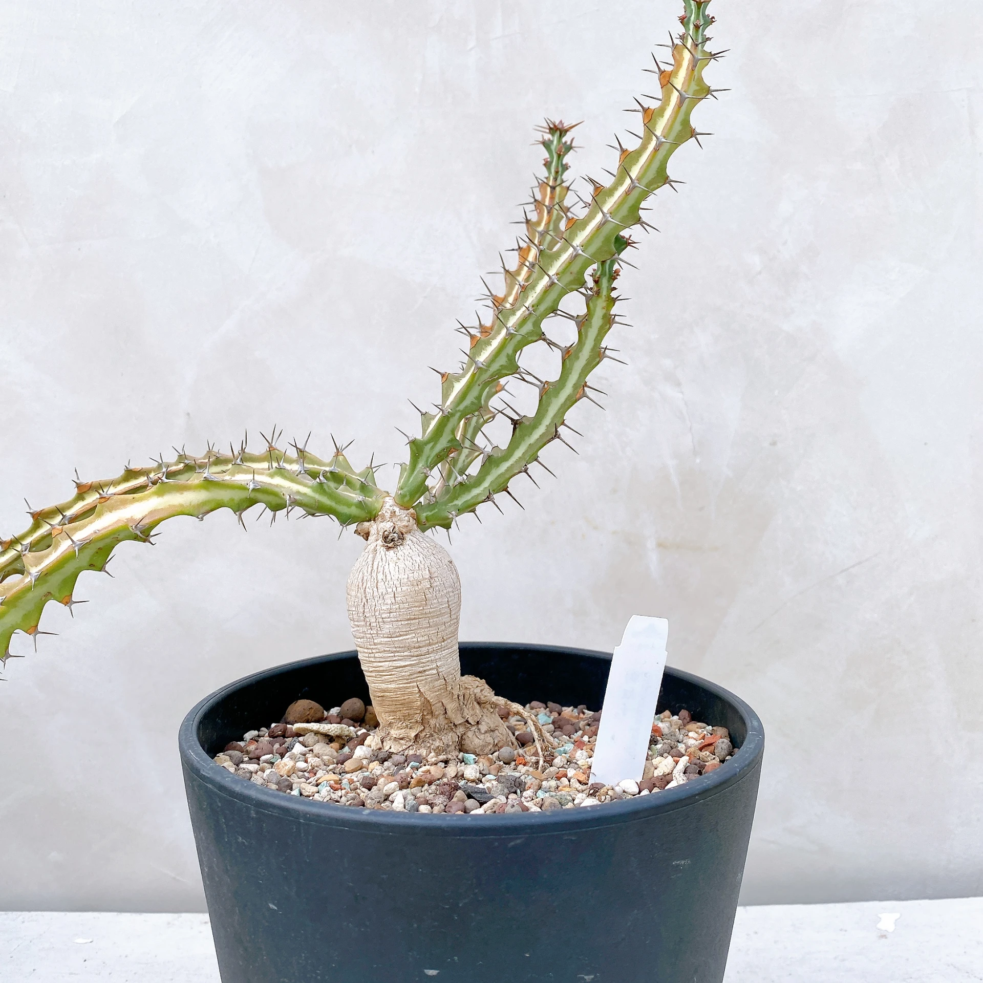 狗奴子 Euphorbia knuthii CA-8676