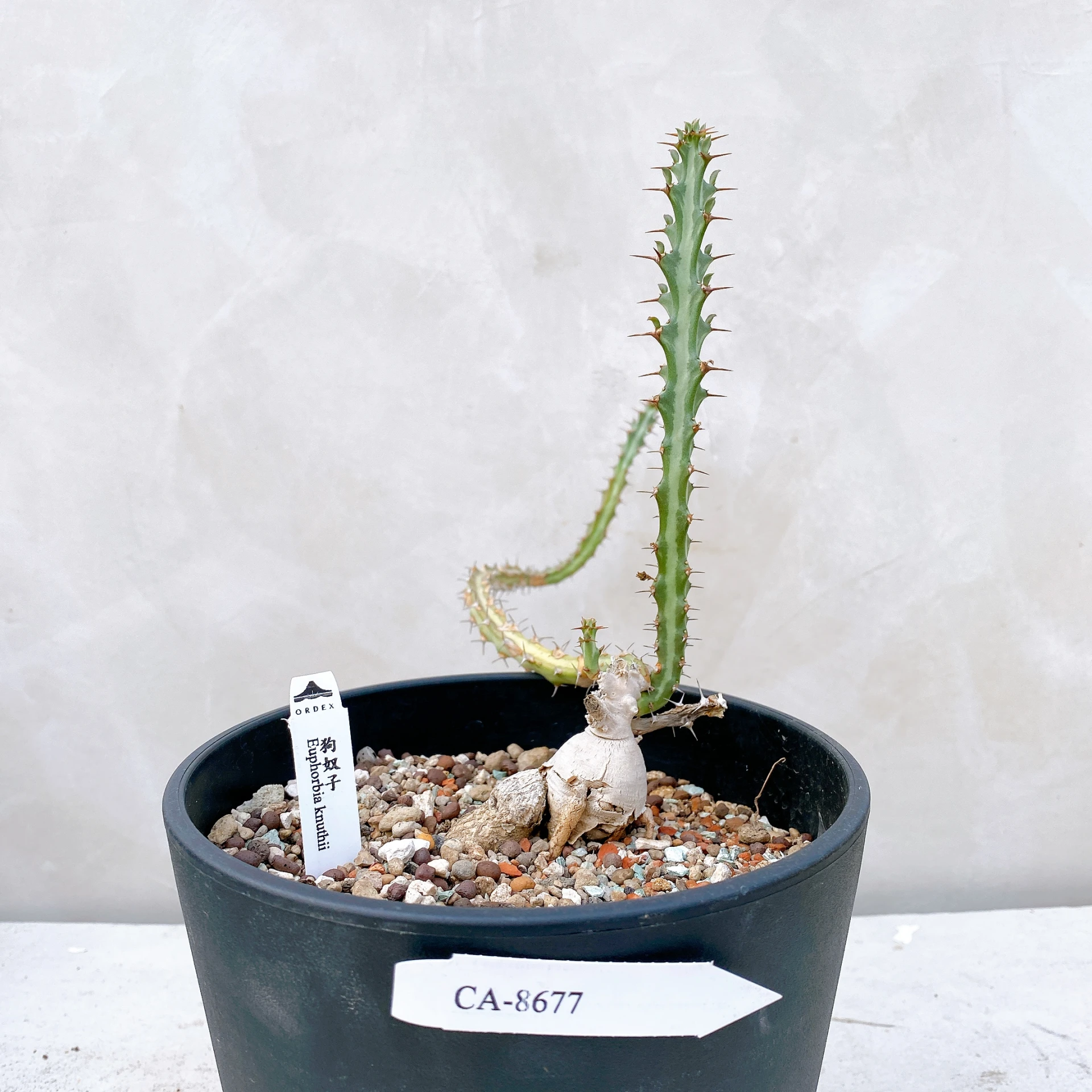 狗奴子 Euphorbia knuthii CA-8677