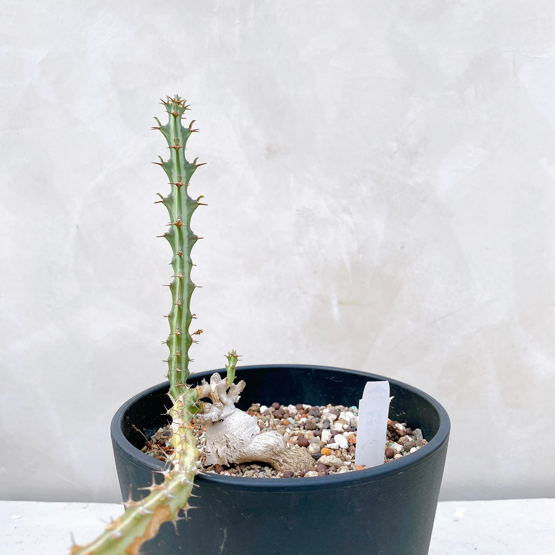 狗奴子 Euphorbia knuthii CA-8677