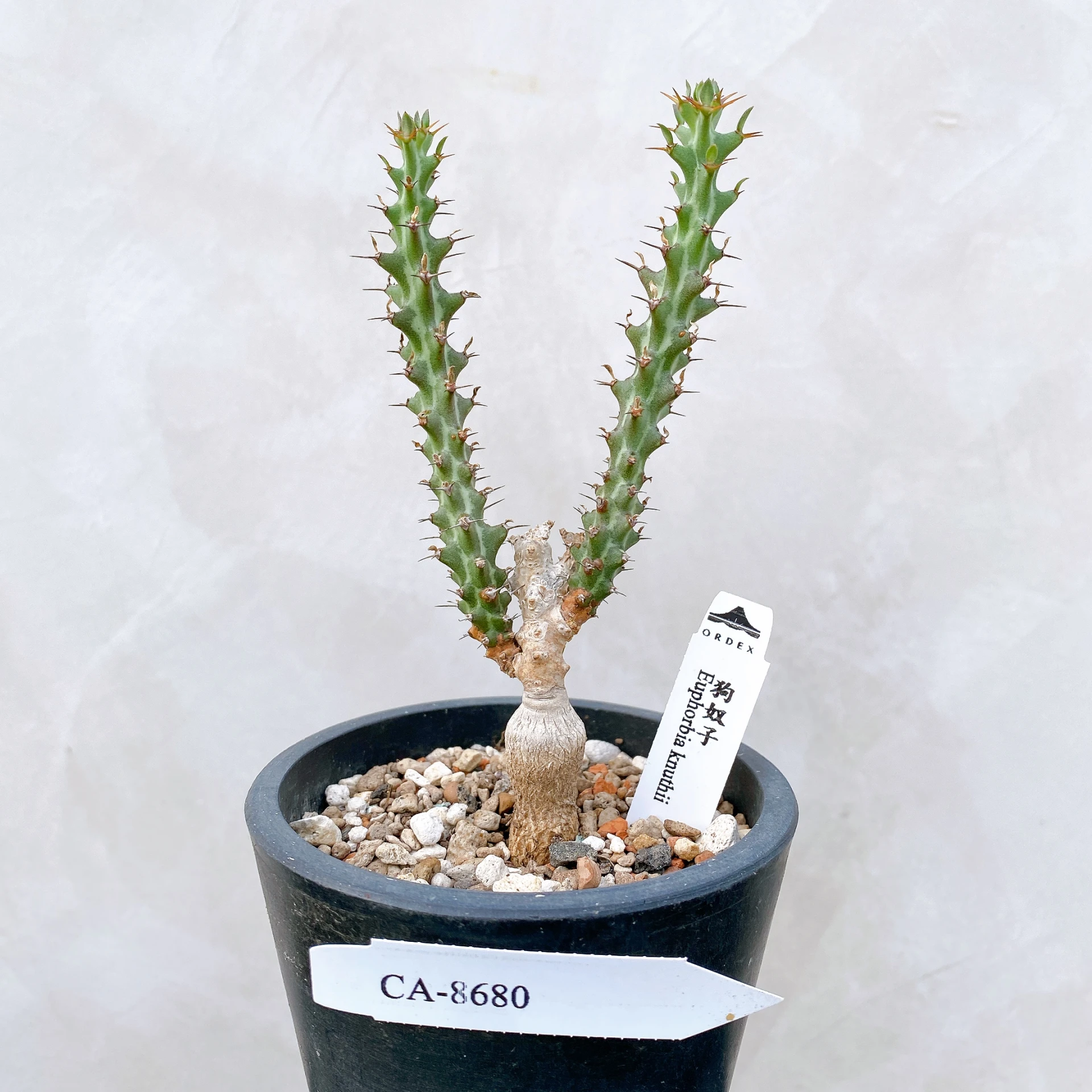 狗奴子 Euphorbia knuthii CA-8680