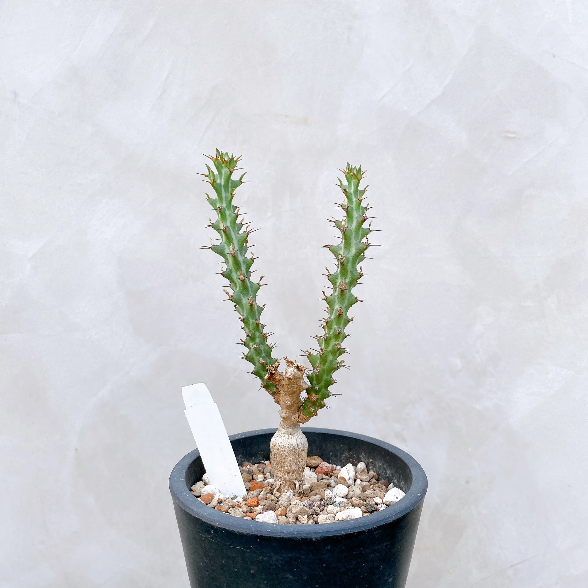 狗奴子 Euphorbia knuthii CA-8680