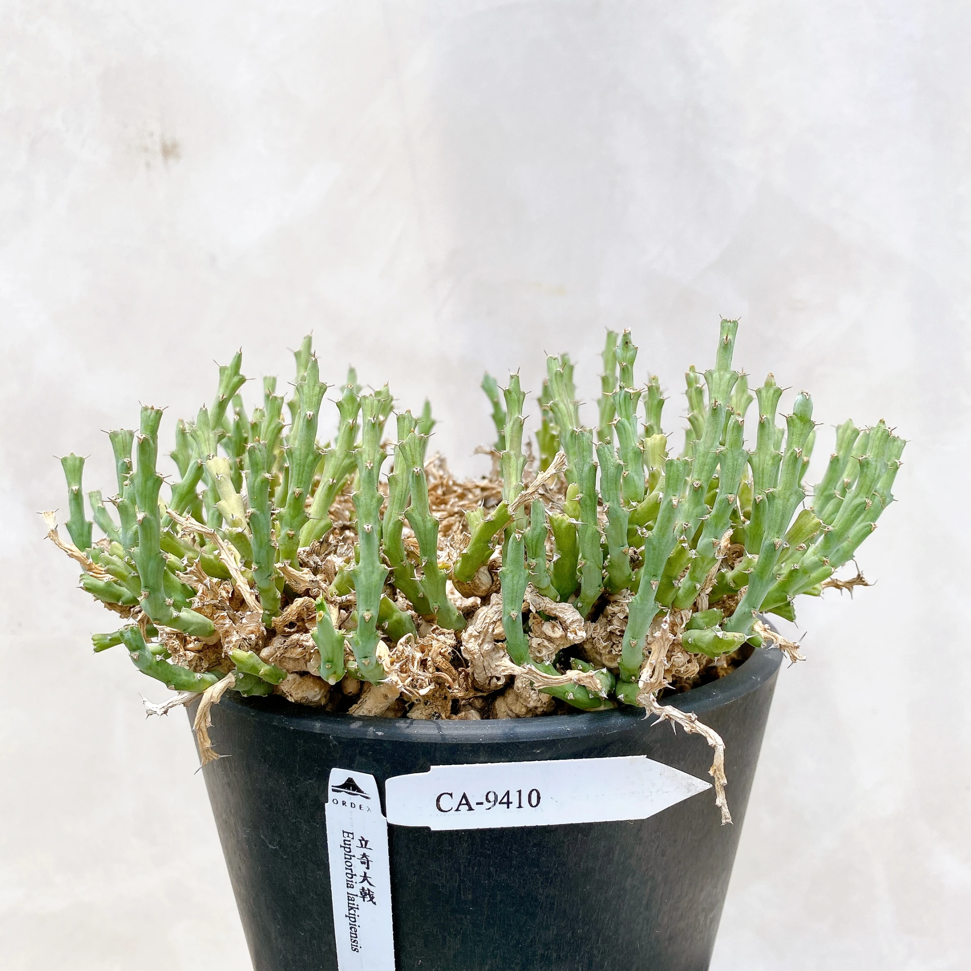 立奇大戟 Euphorbia laikipiensis CA-9410
