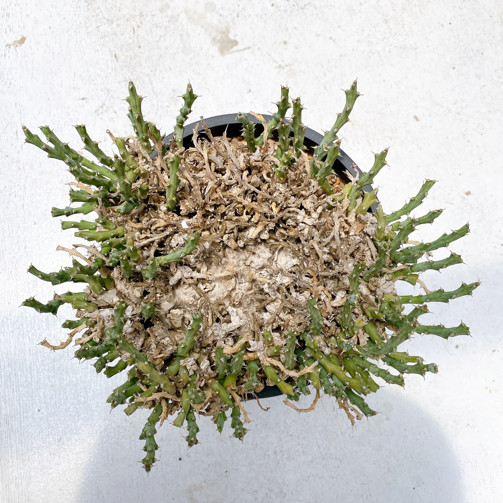立奇大戟 Euphorbia laikipiensis CA-9410