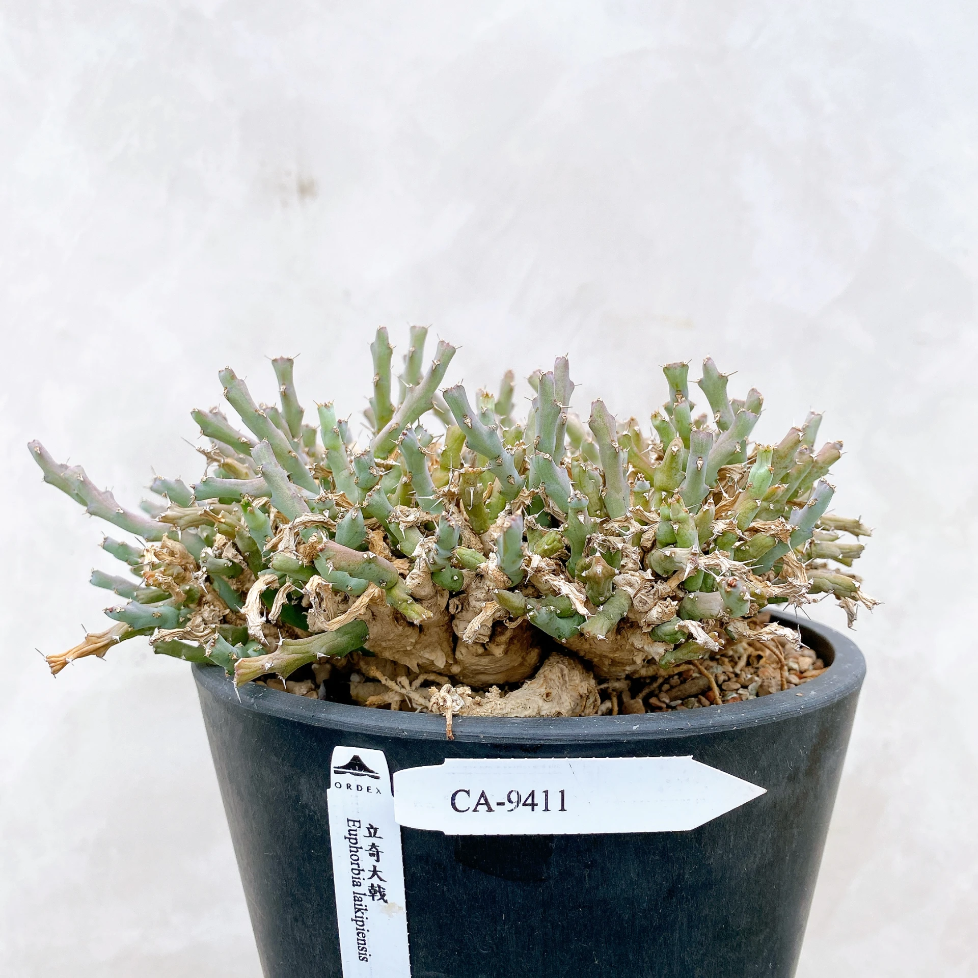 立奇大戟 Euphorbia laikipiensis CA-9411