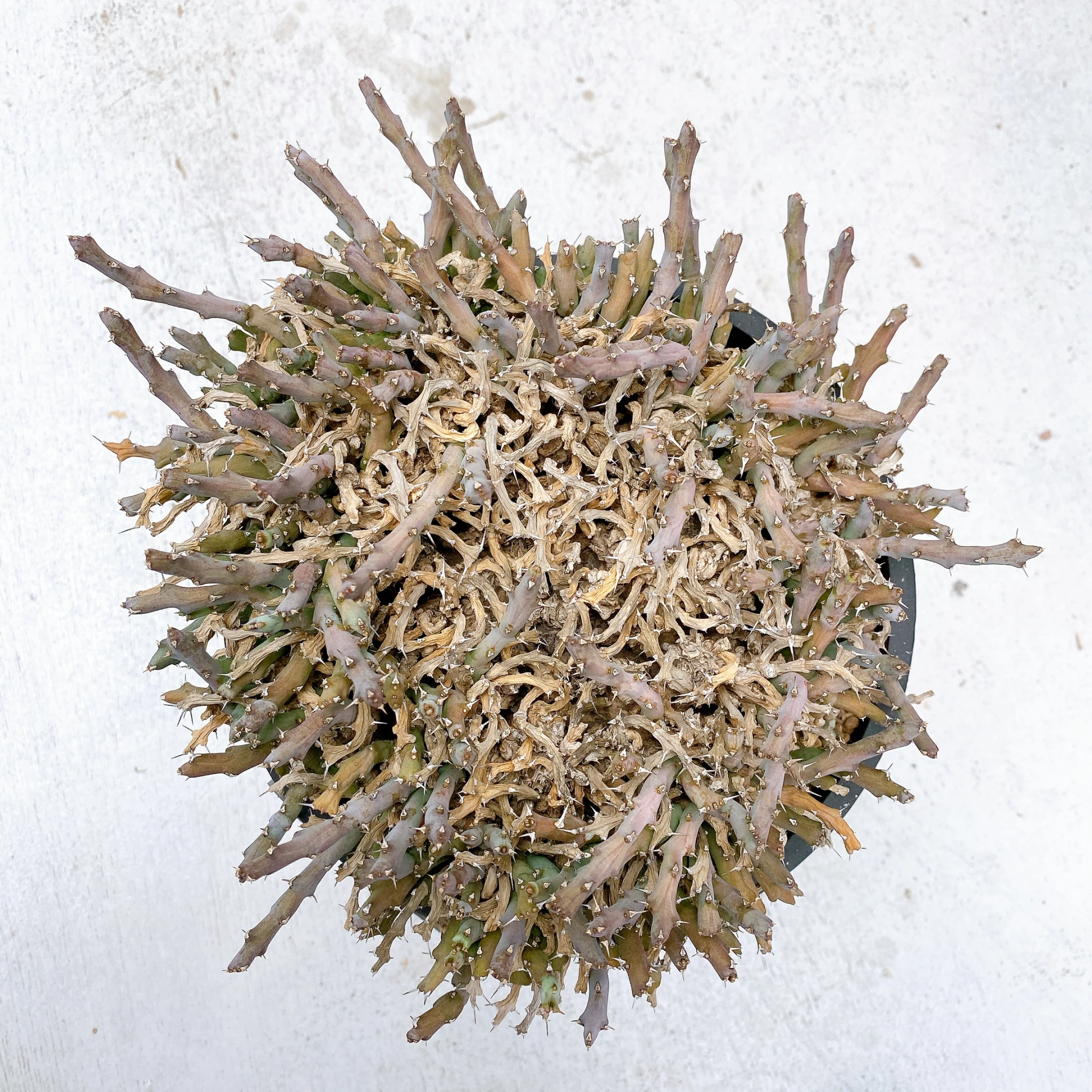 立奇大戟 Euphorbia laikipiensis CA-9411