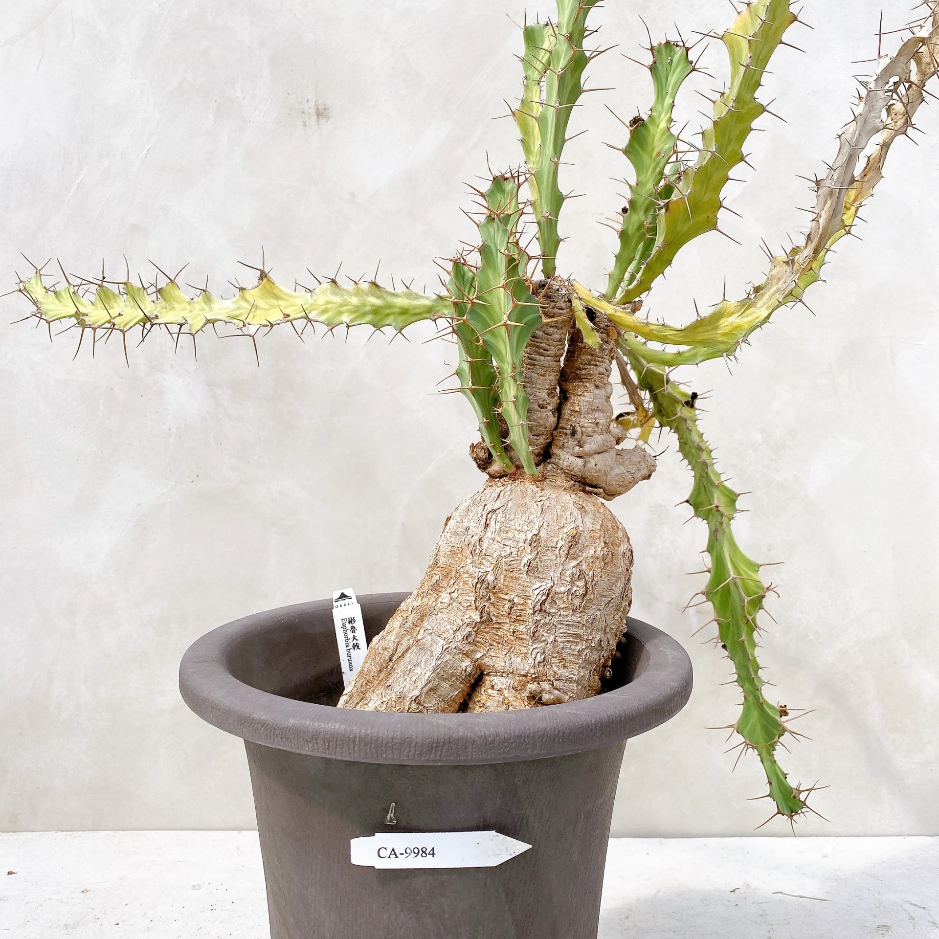 彬魯大戟 Euphorbia buruana CA-9984