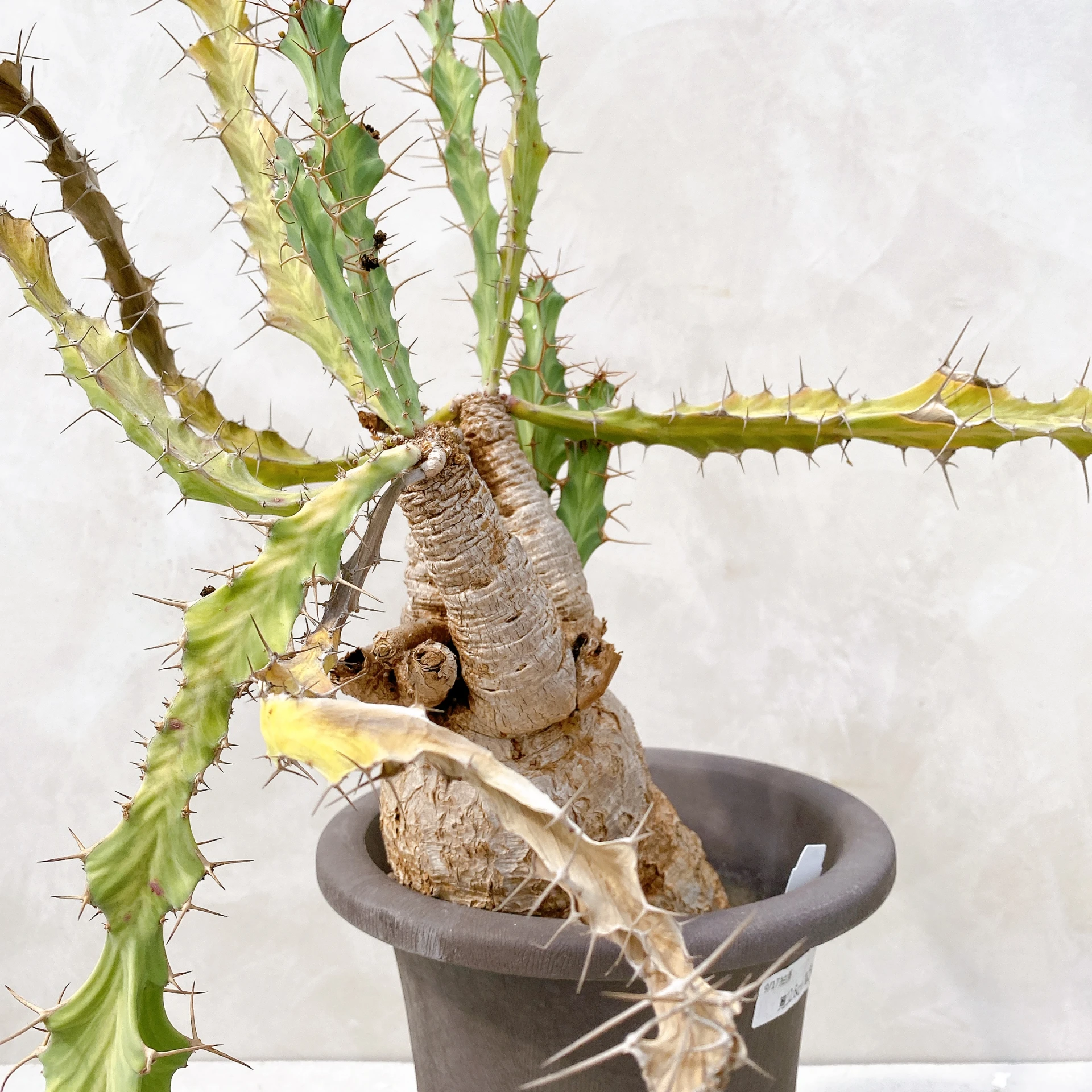 彬魯大戟 Euphorbia buruana CA-9984