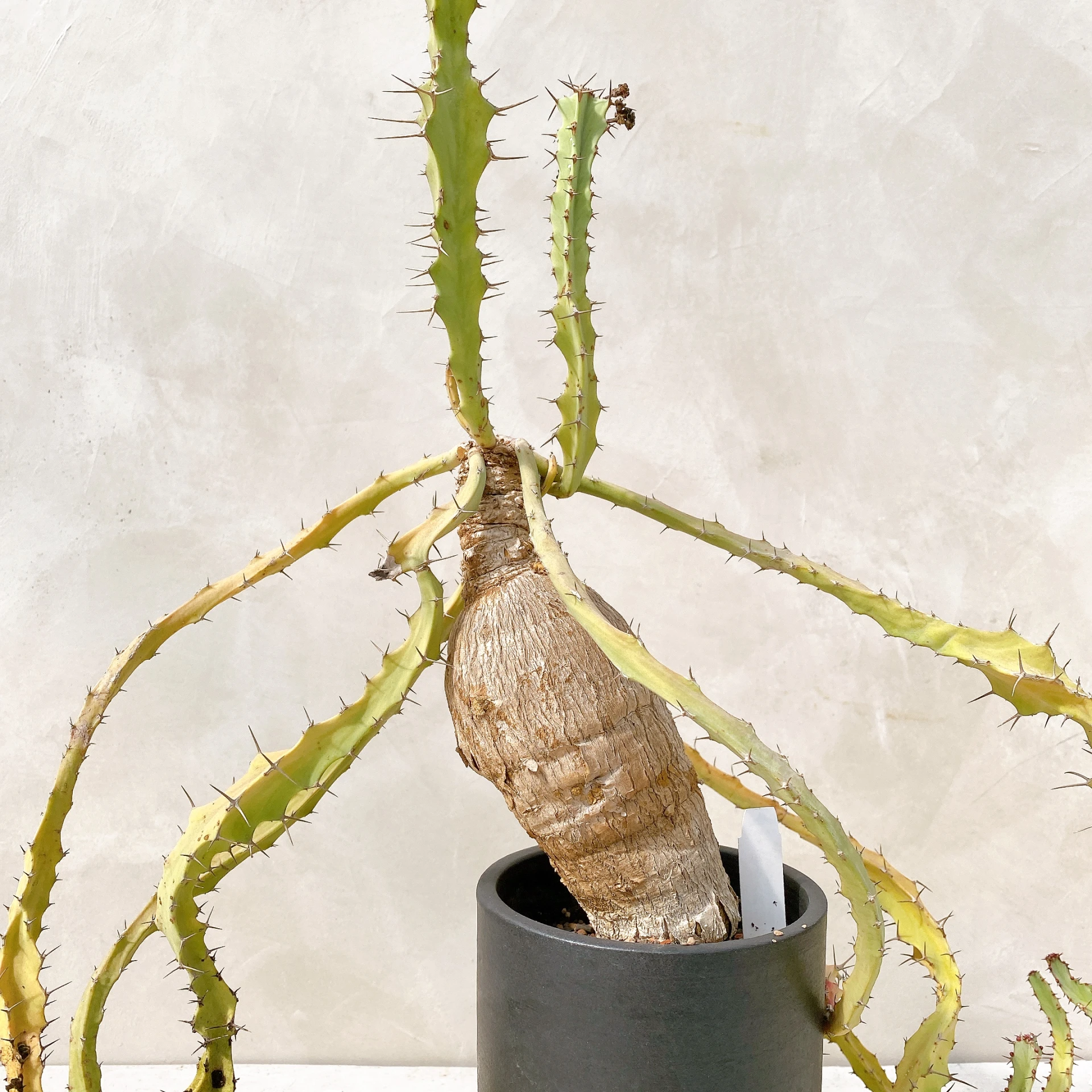彬魯大戟 Euphorbia buruana CA-9991