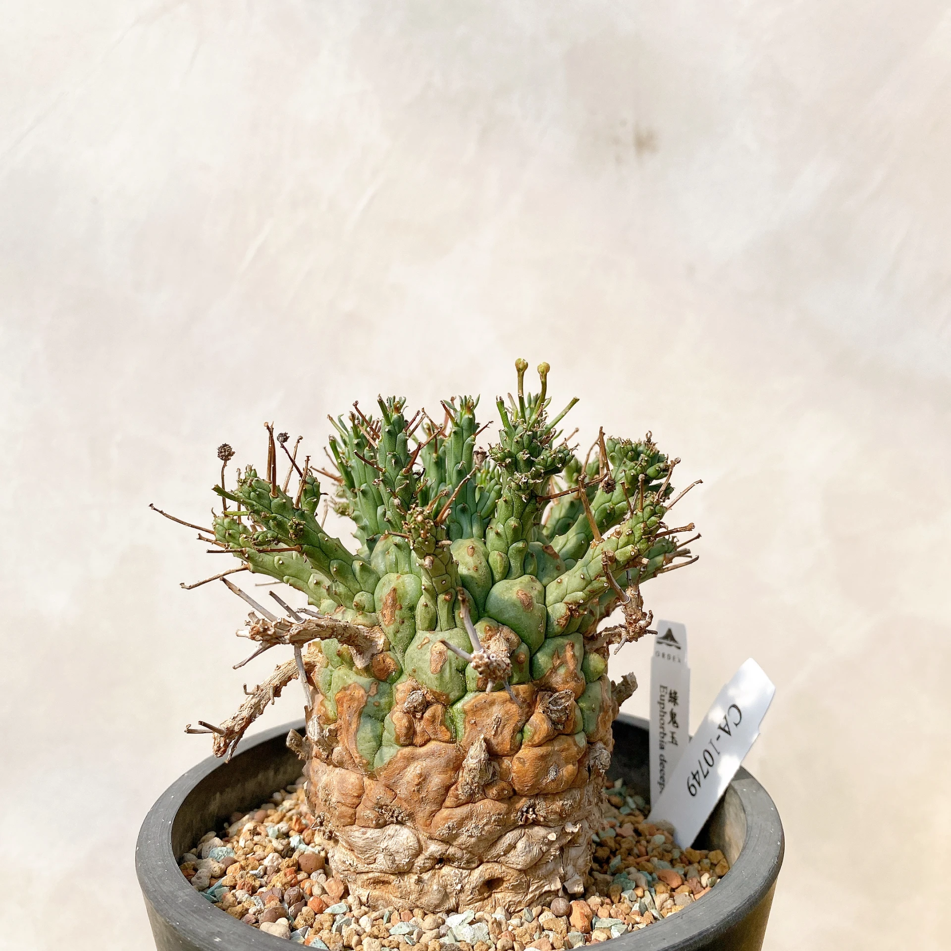 綠鬼玉 Euphorbia decepta CA-10749