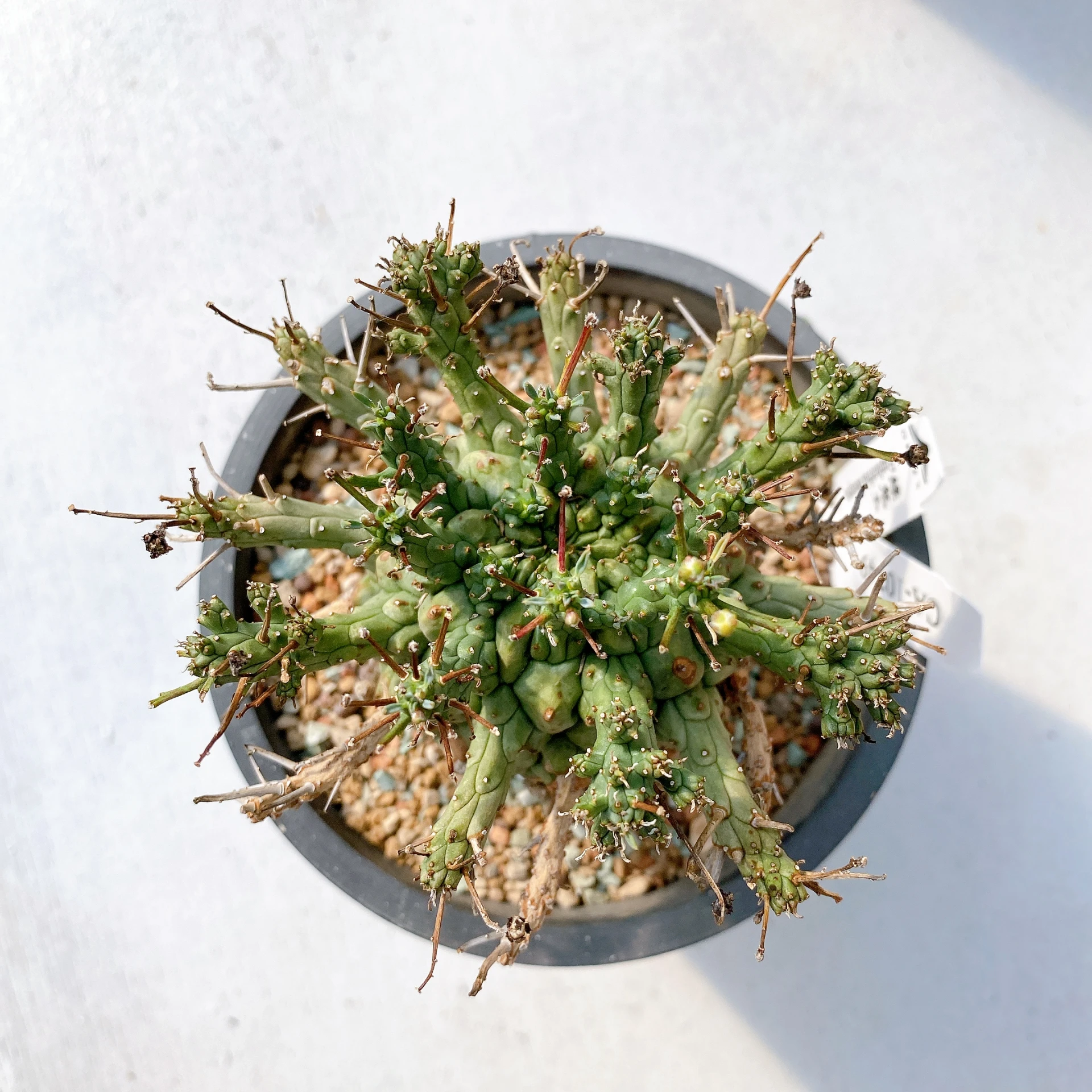 綠鬼玉 Euphorbia decepta CA-10749