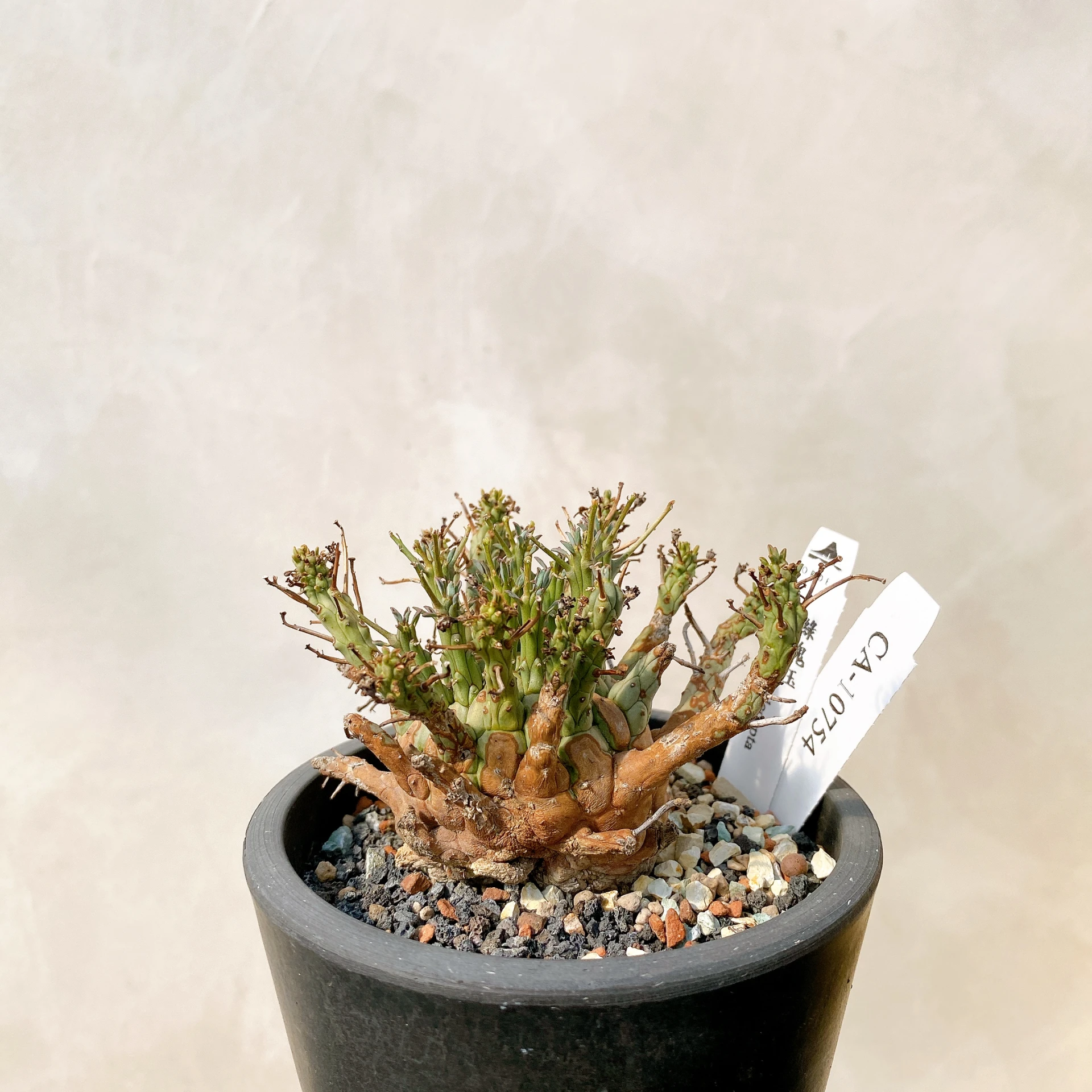 綠鬼玉 Euphorbia decepta CA-10754