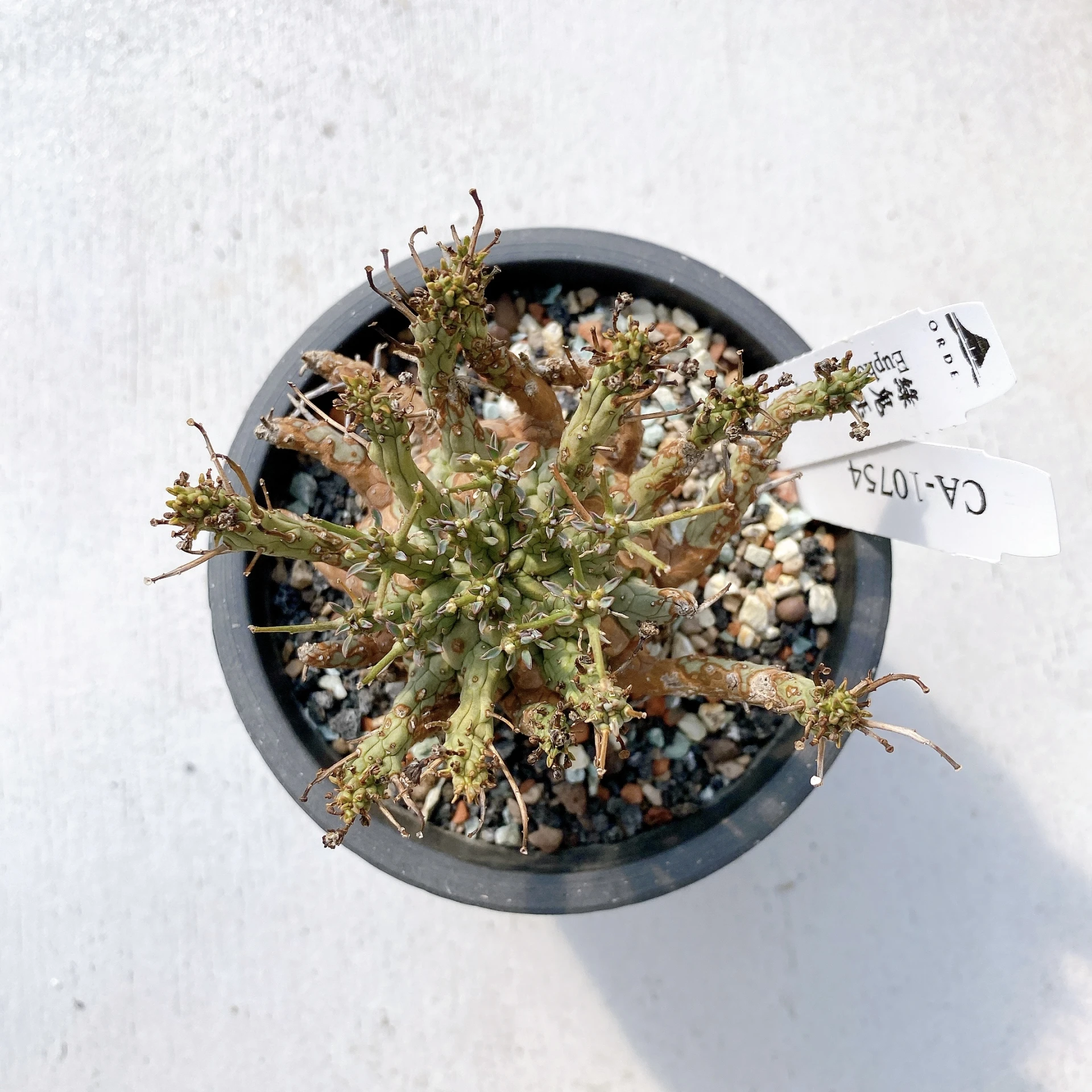 綠鬼玉 Euphorbia decepta CA-10754