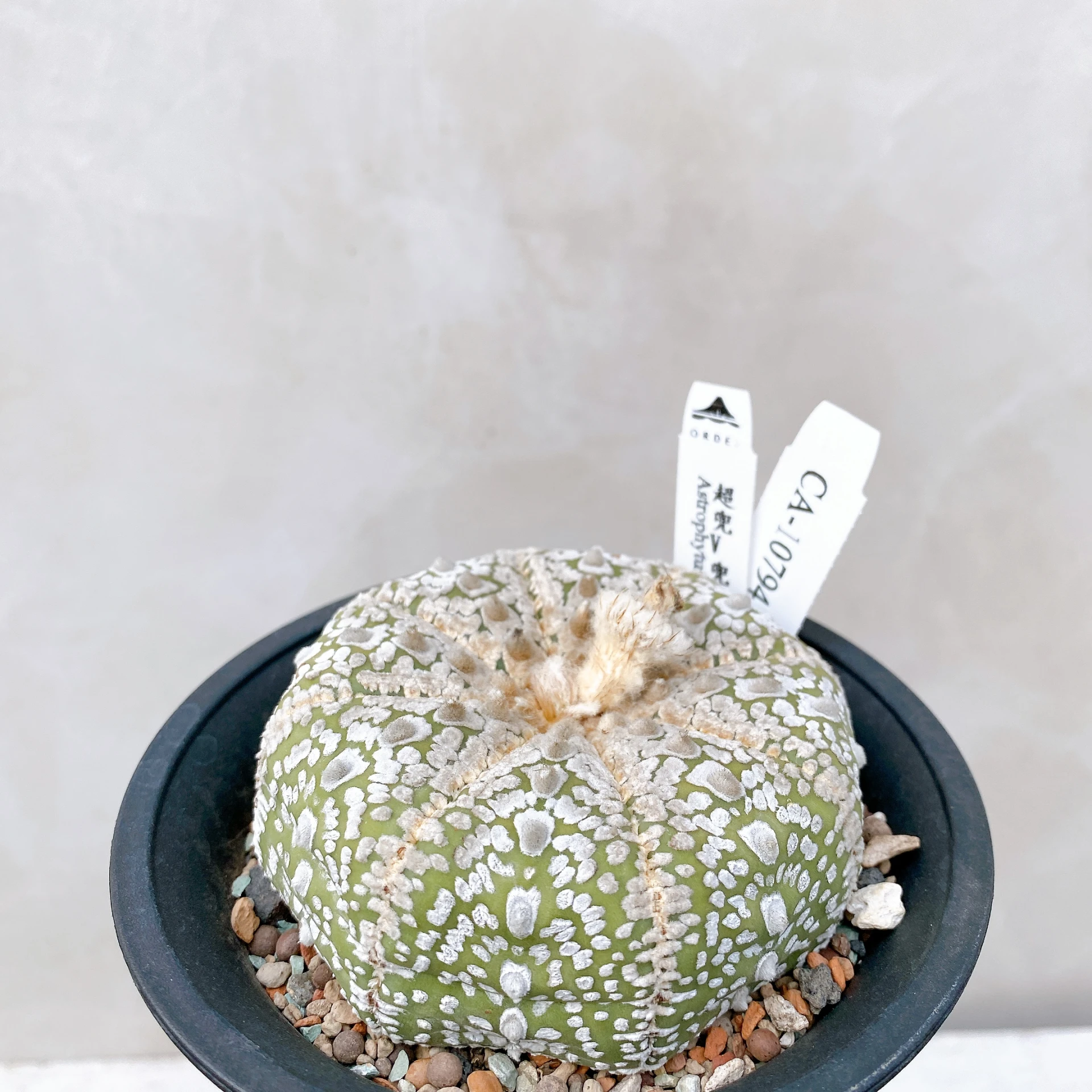 超兜V兜 Astrophytum asterias CA-10794
