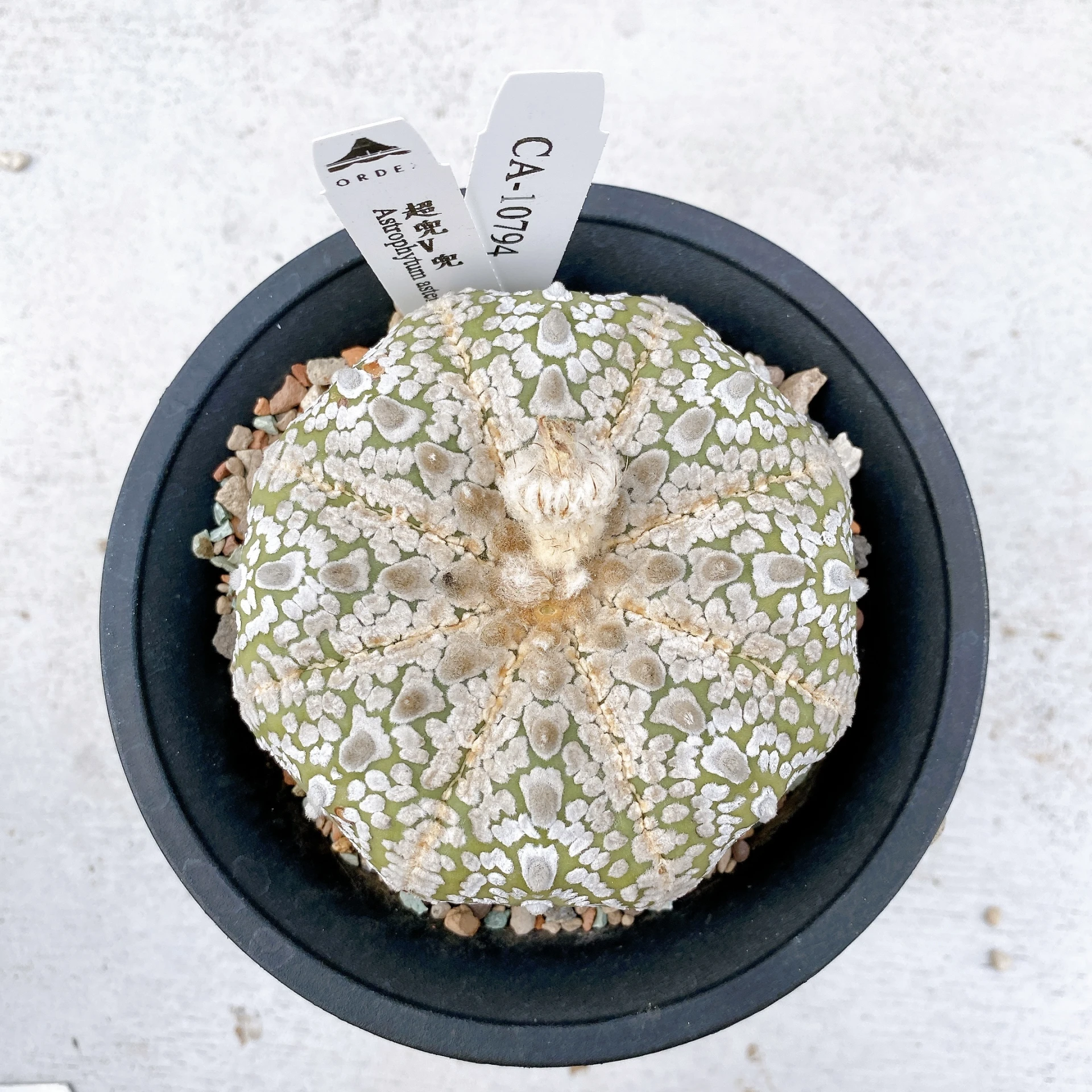 超兜V兜 Astrophytum asterias CA-10794