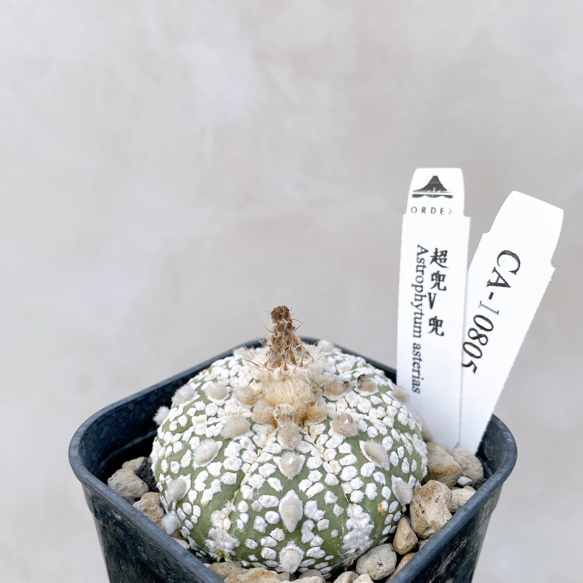 超兜V兜 Astrophytum asterias CA-10805