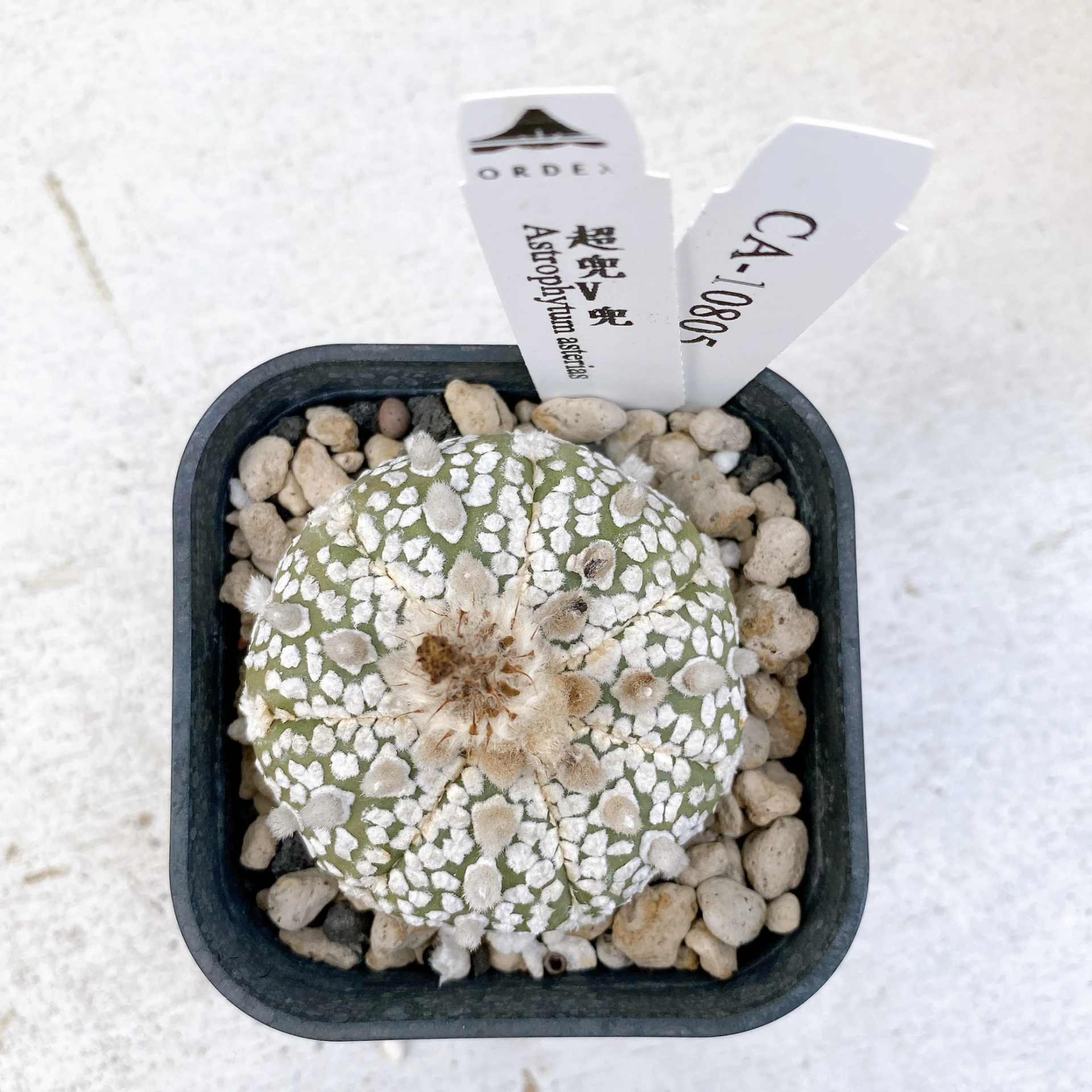 超兜V兜 Astrophytum asterias CA-10805
