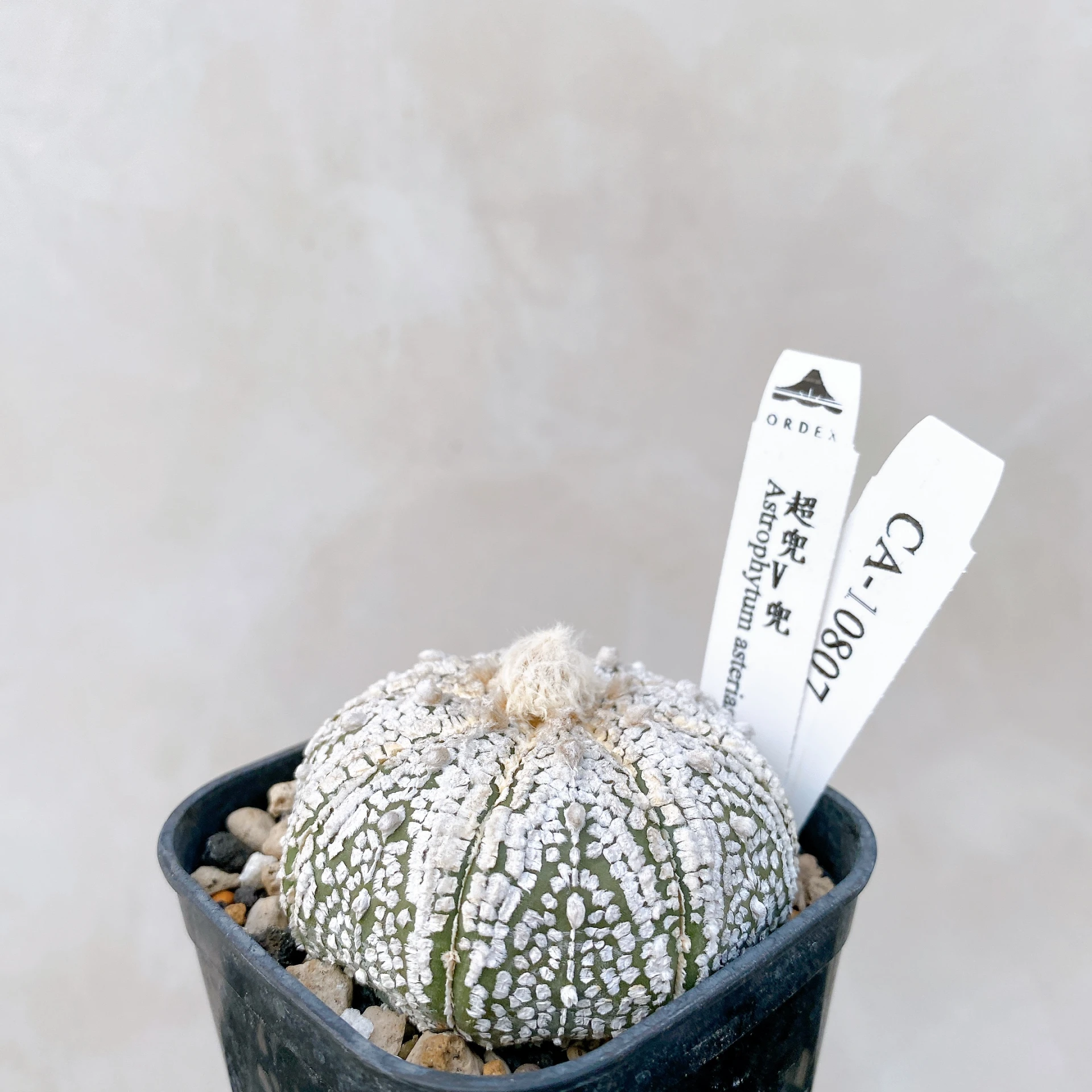 超兜V兜 Astrophytum asterias CA-10807