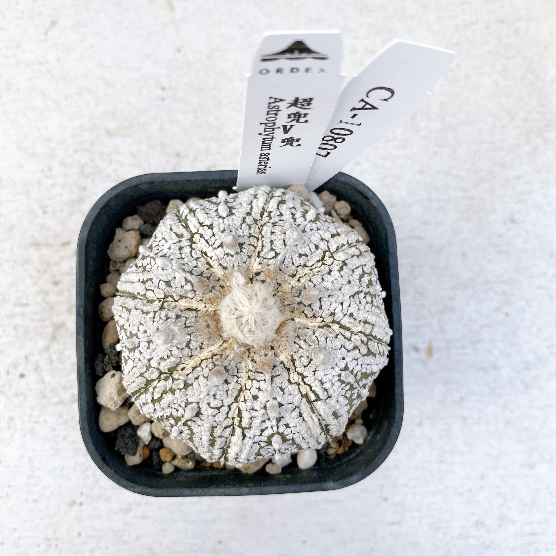 超兜V兜 Astrophytum asterias CA-10807