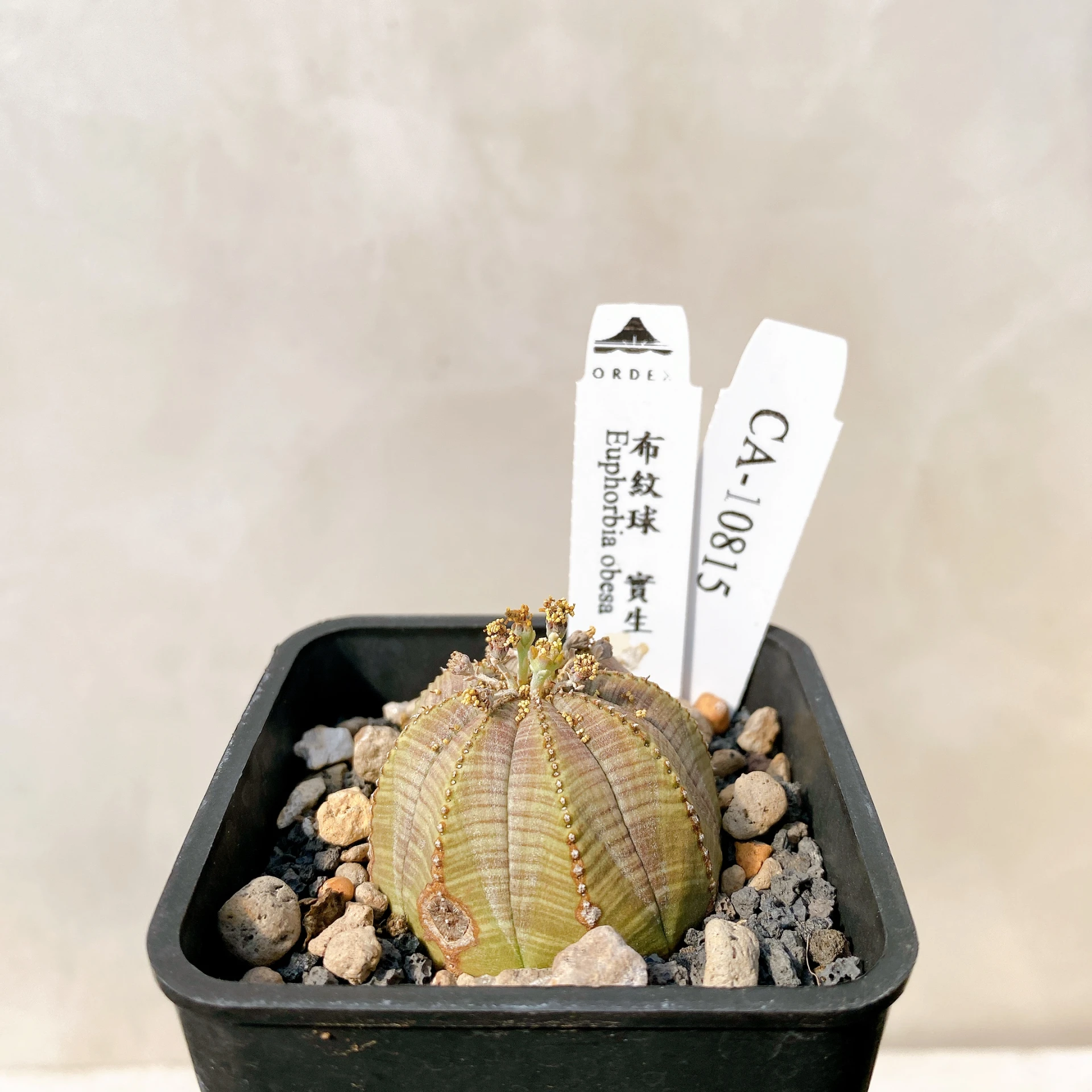 布紋球 Euphorbia obesa CA-10815