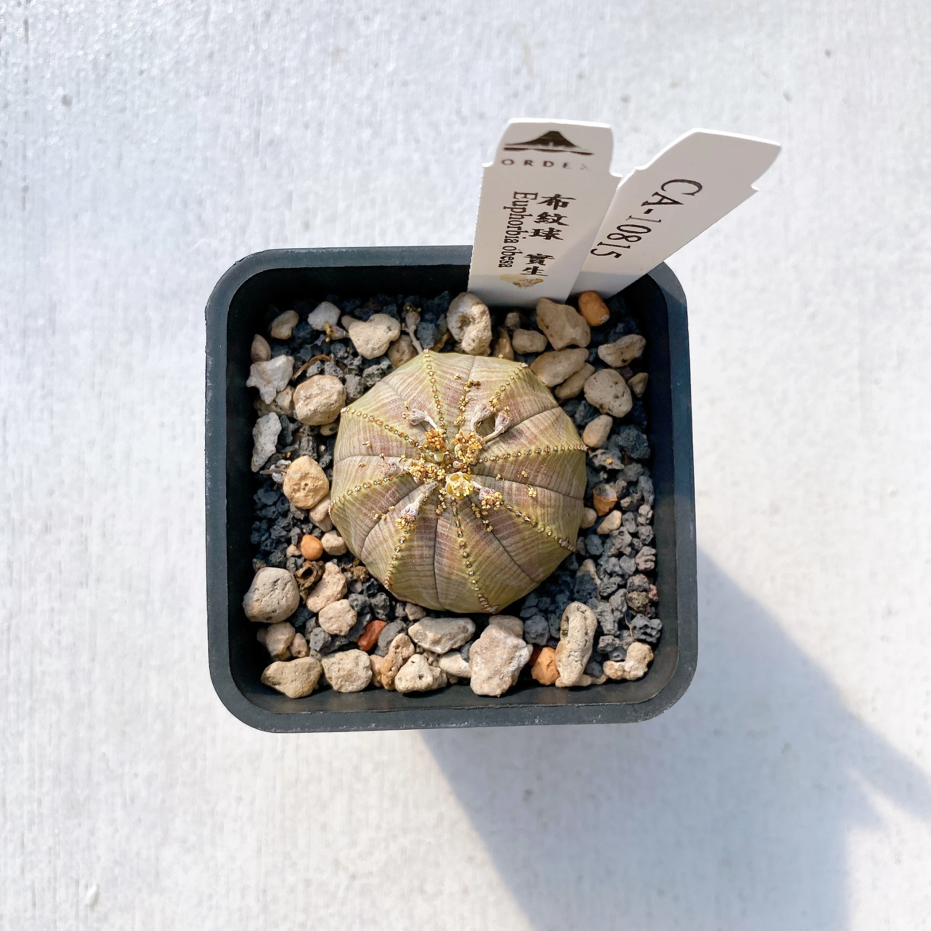 布紋球 Euphorbia obesa CA-10815
