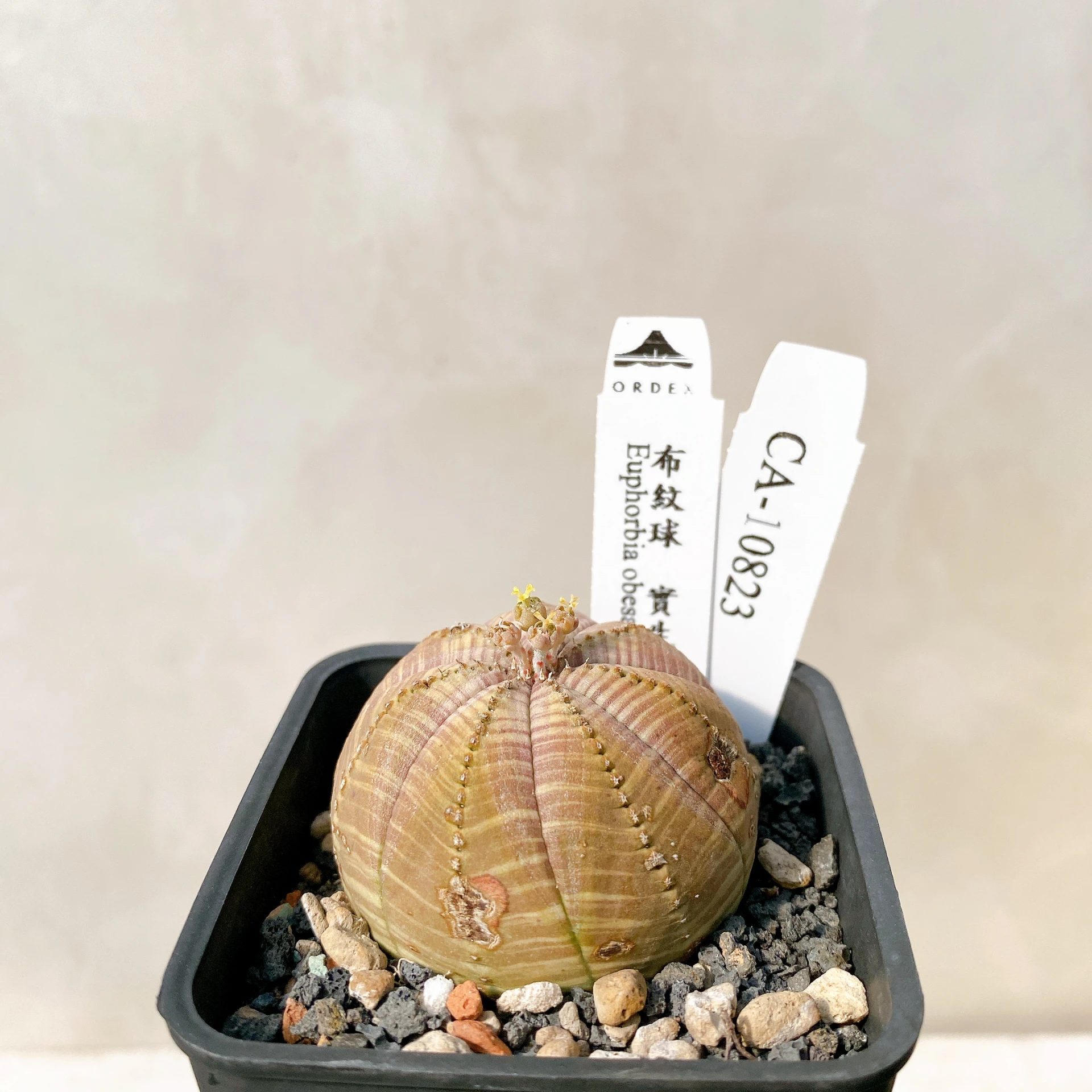 布紋球 Euphorbia obesa CA-10823