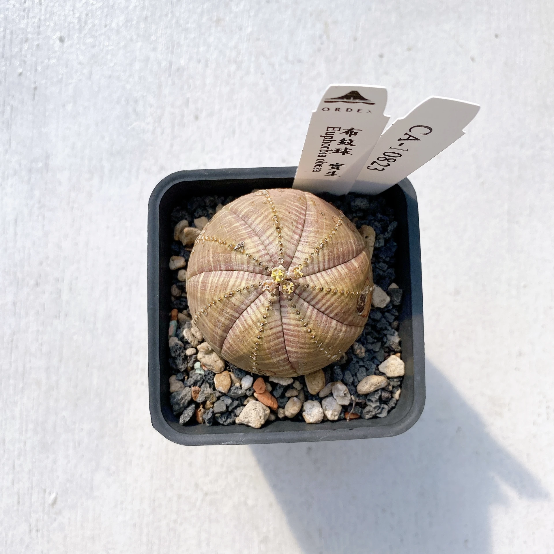 布紋球 Euphorbia obesa CA-10823