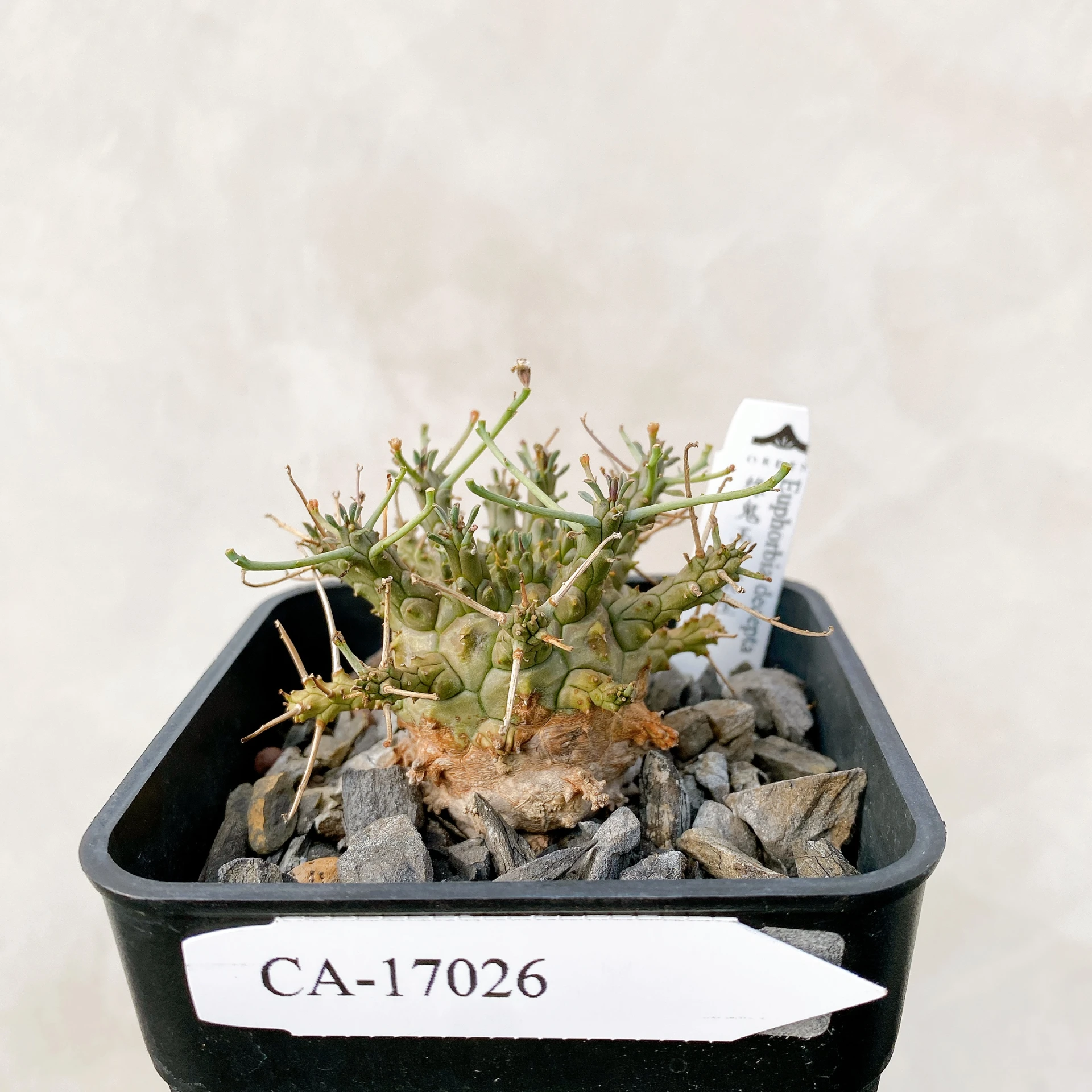 綠鬼玉 Euphorbia decepta CA-17026