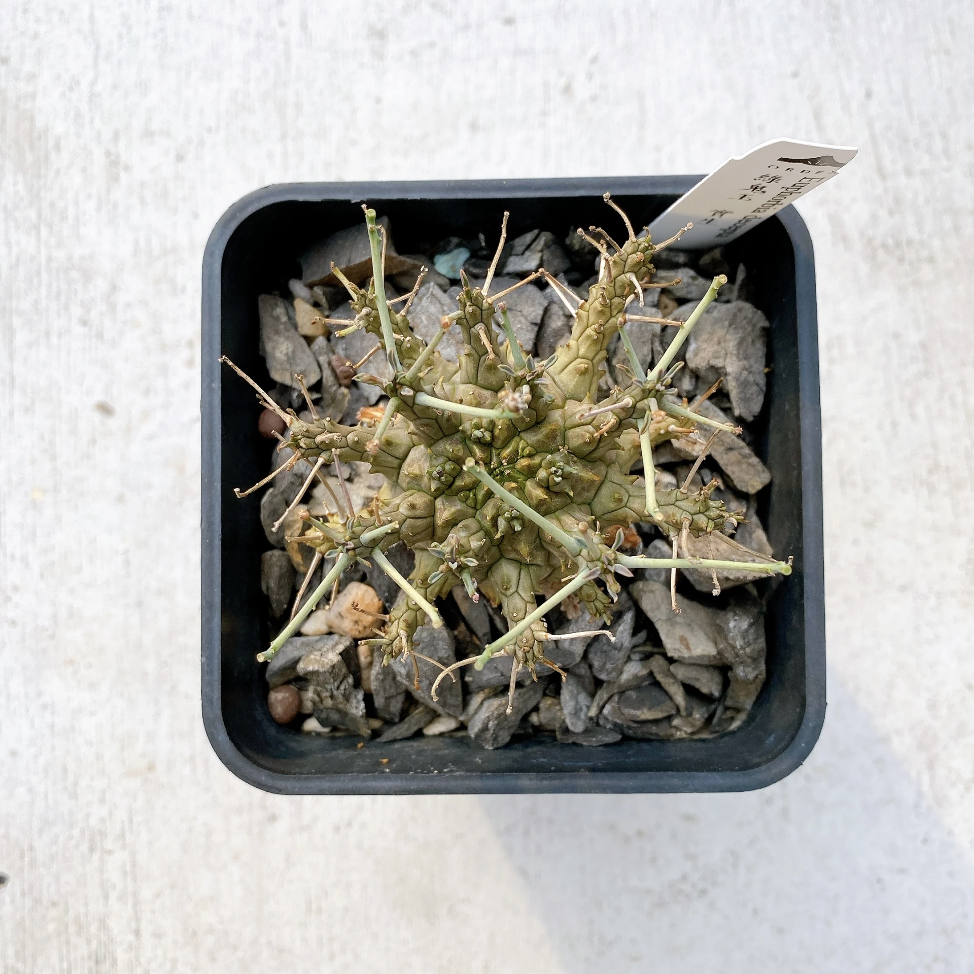 綠鬼玉 Euphorbia decepta CA-17026