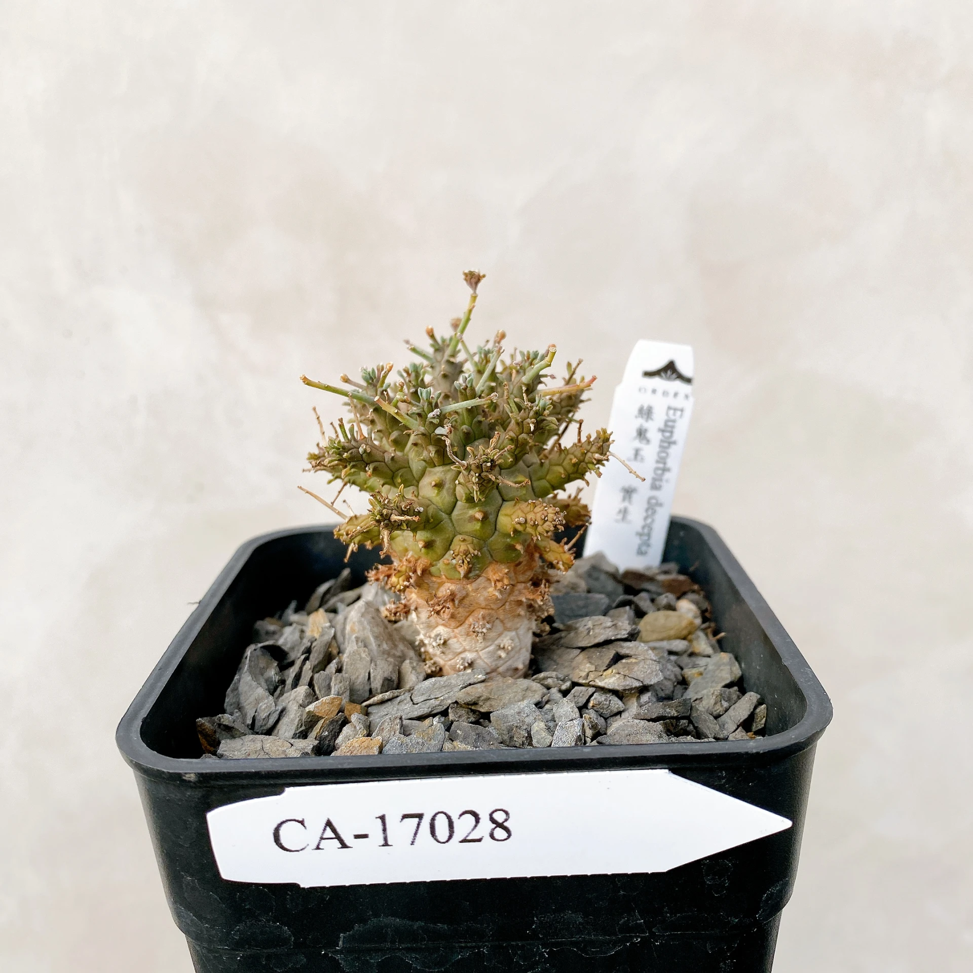 綠鬼玉 Euphorbia decepta CA-17028