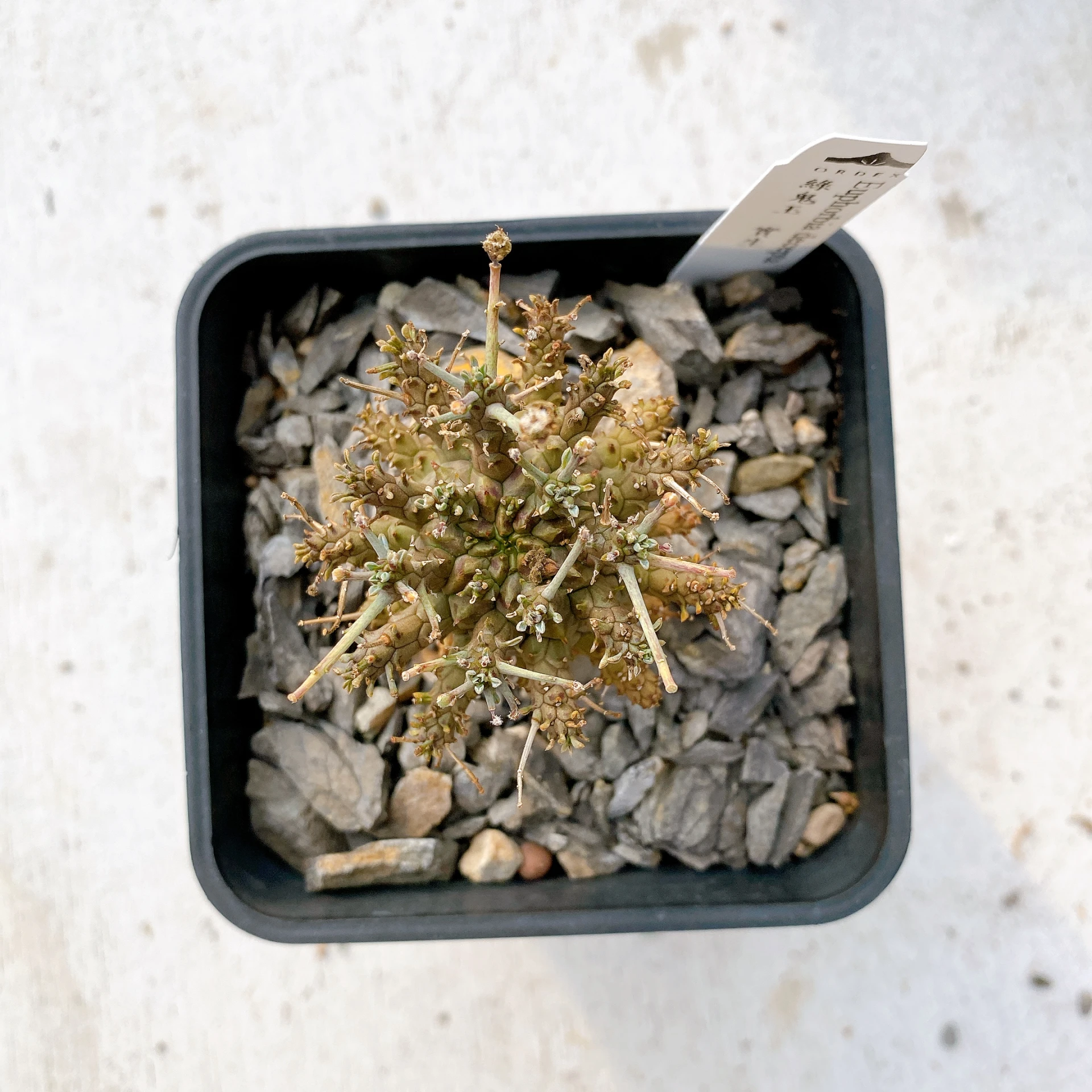 綠鬼玉 Euphorbia decepta CA-17028