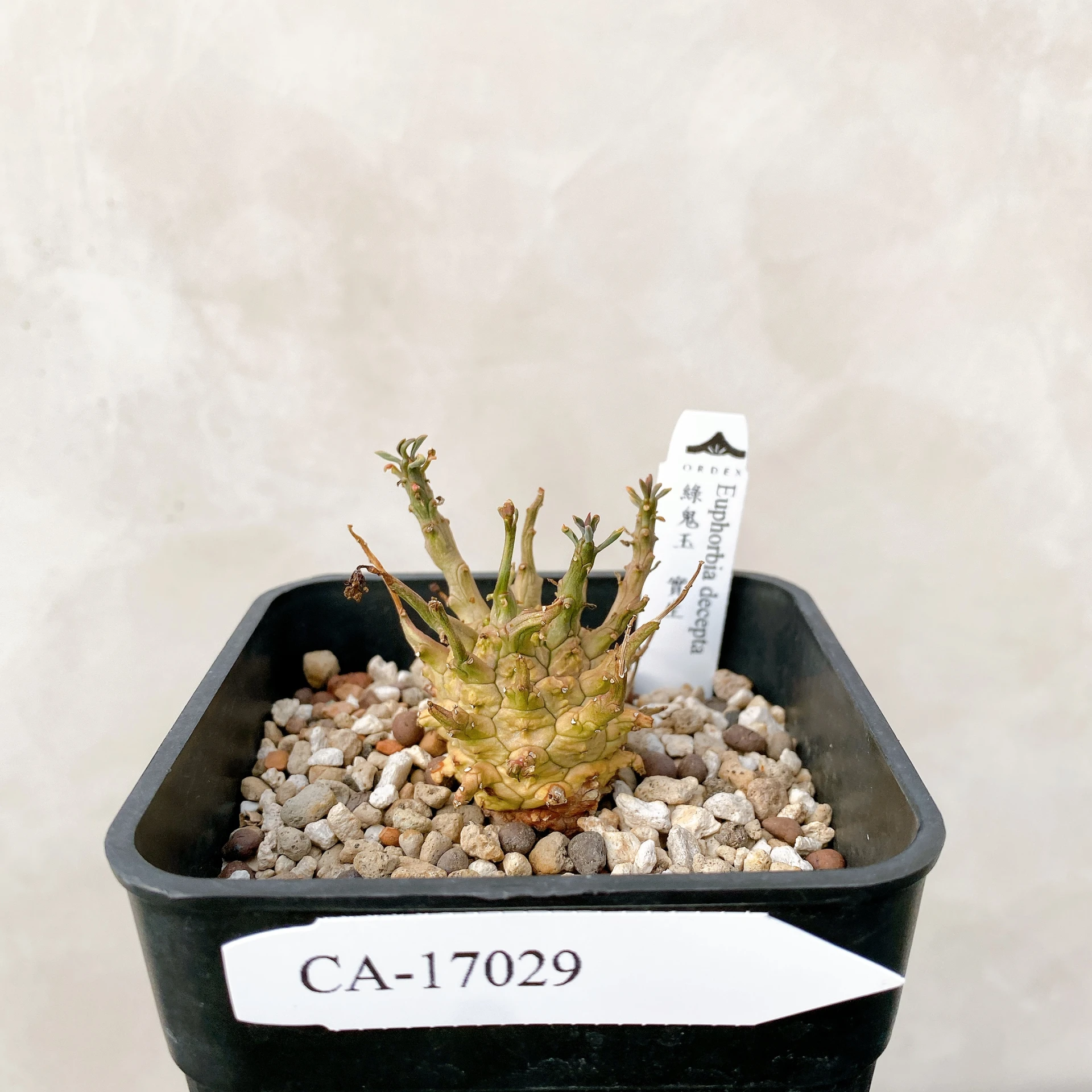 綠鬼玉 Euphorbia decepta CA-17029