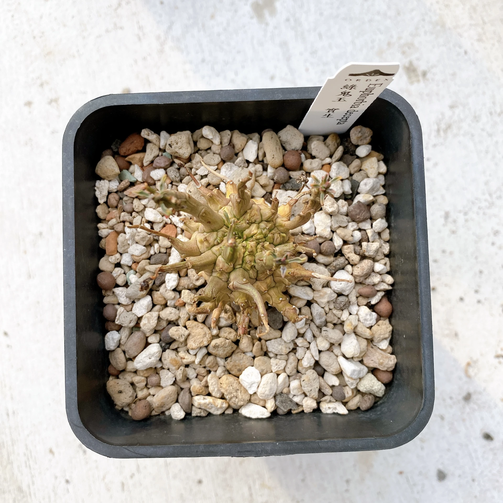 綠鬼玉 Euphorbia decepta CA-17029