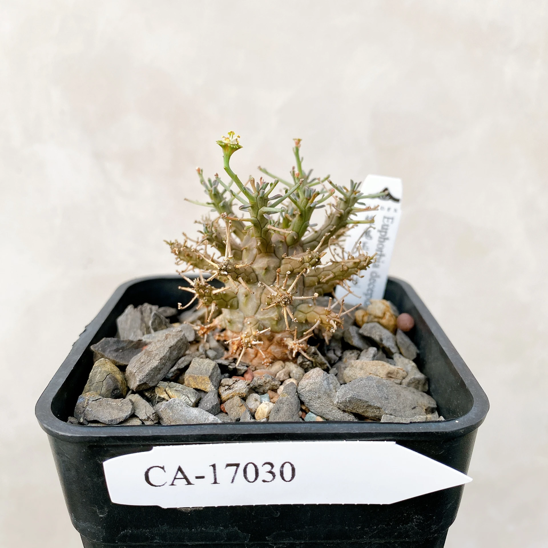綠鬼玉 Euphorbia decepta CA-17030