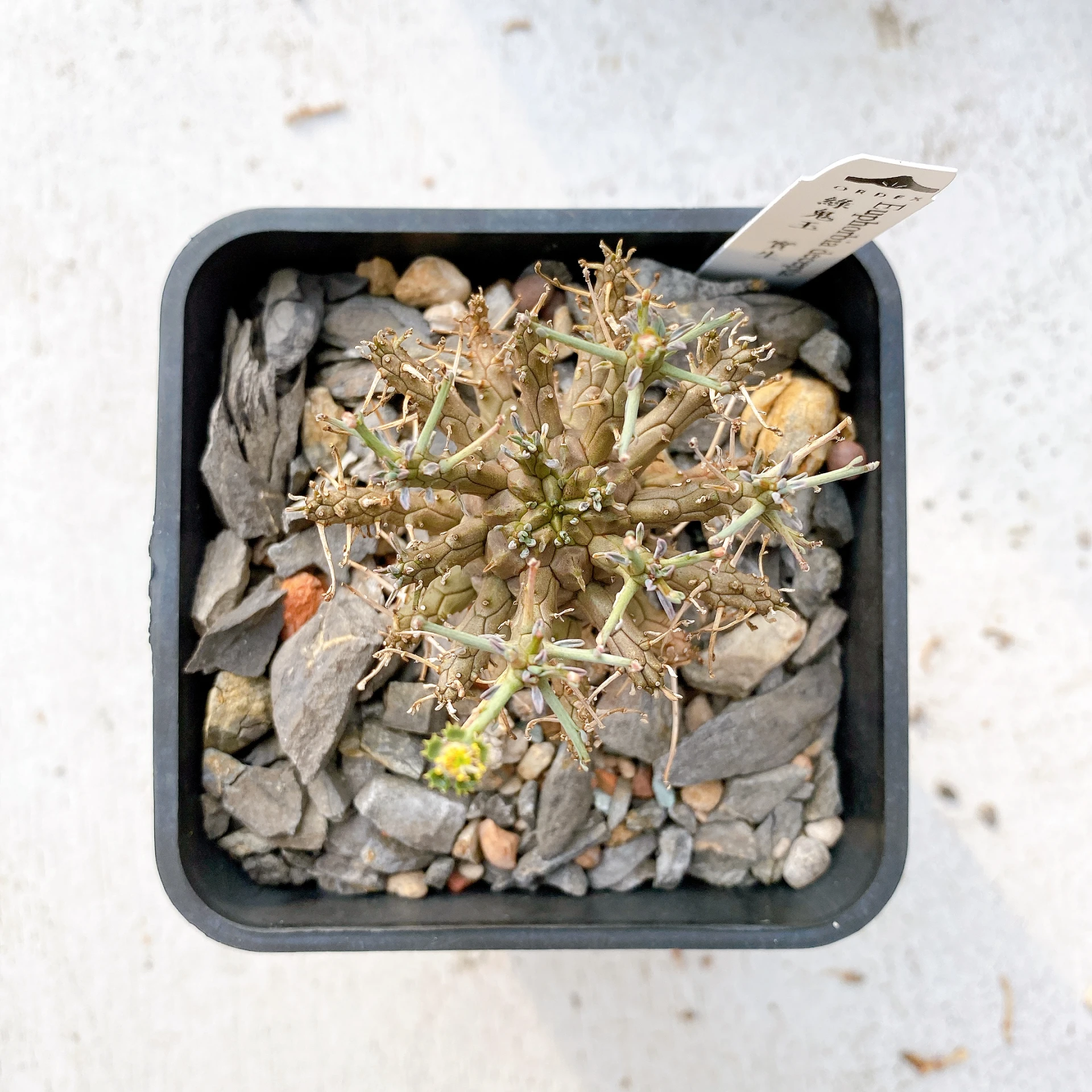 綠鬼玉 Euphorbia decepta CA-17030