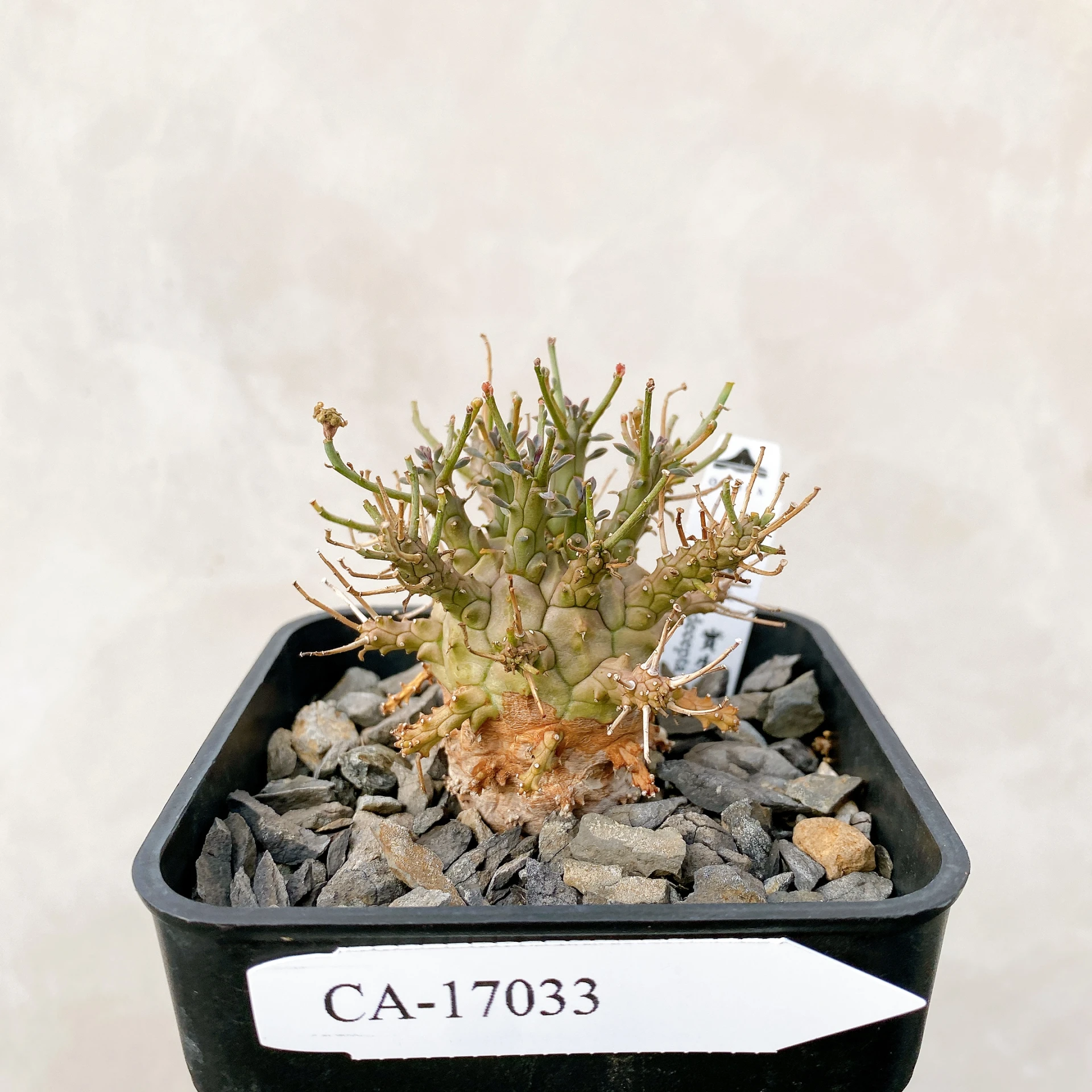 綠鬼玉 Euphorbia decepta CA-17033