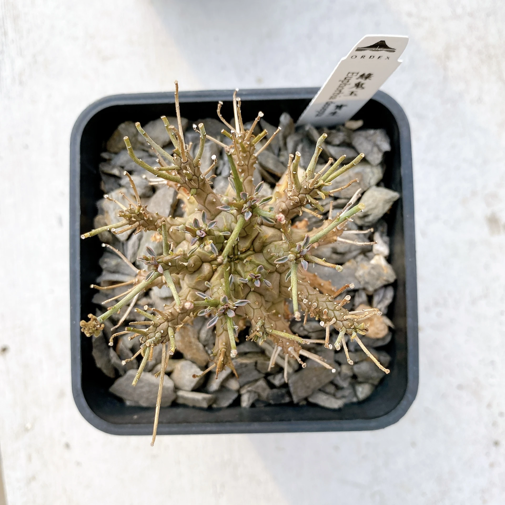 綠鬼玉 Euphorbia decepta CA-17033