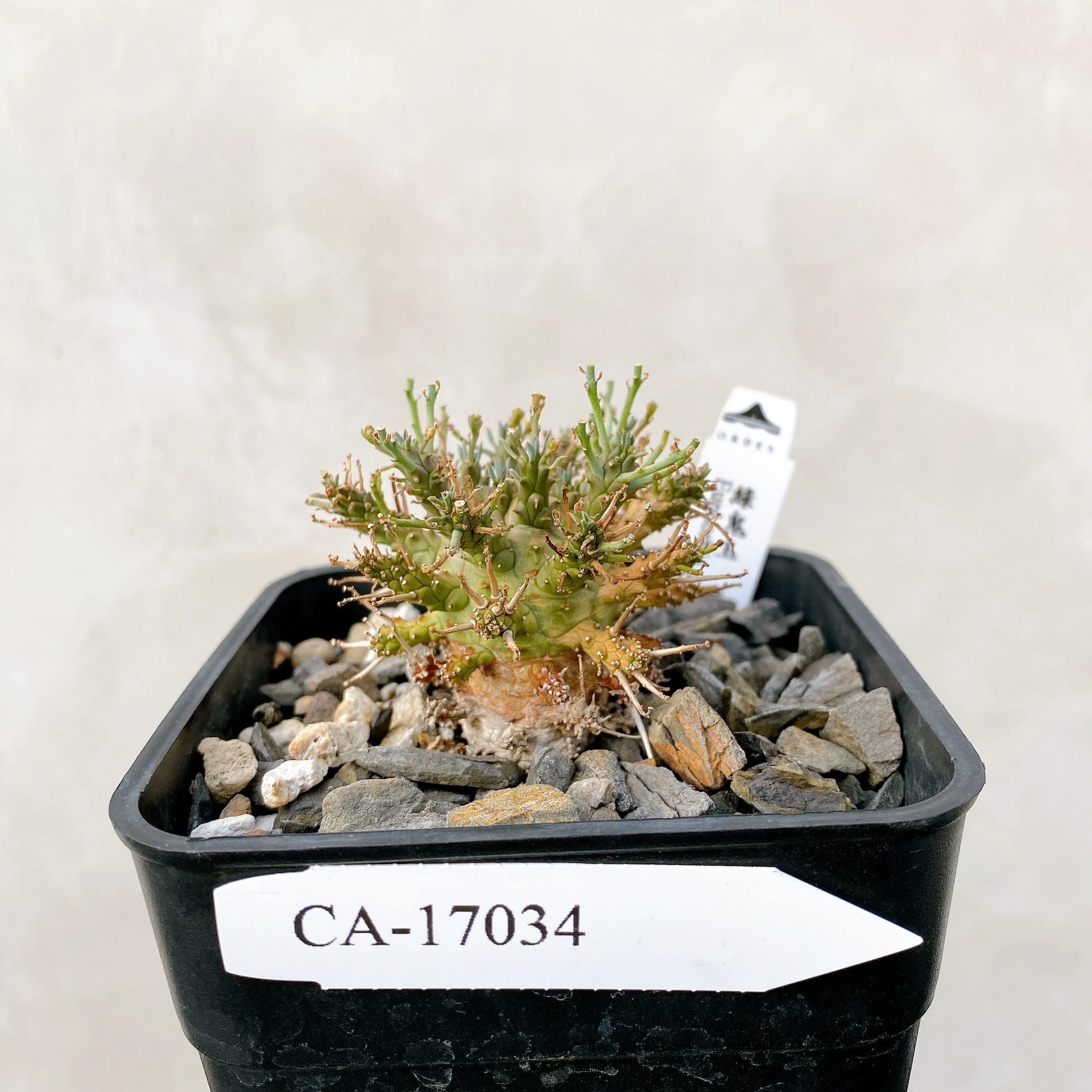 綠鬼玉 Euphorbia decepta CA-17034