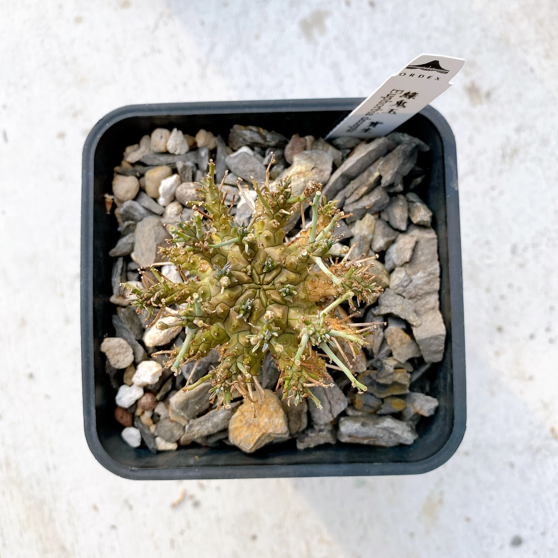 綠鬼玉 Euphorbia decepta CA-17034