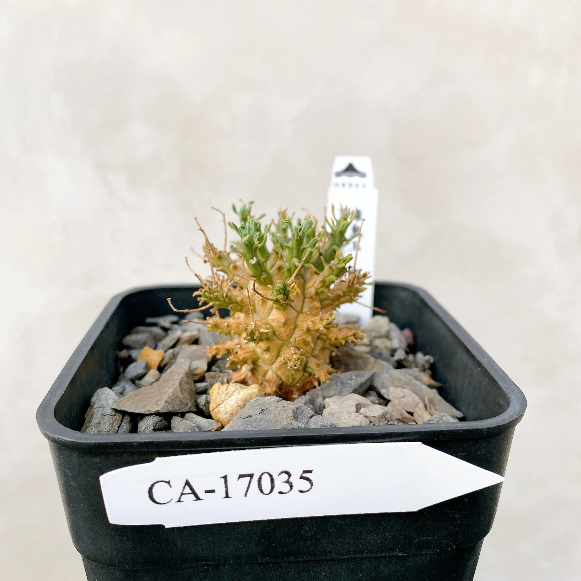 綠鬼玉 Euphorbia decepta CA-17035