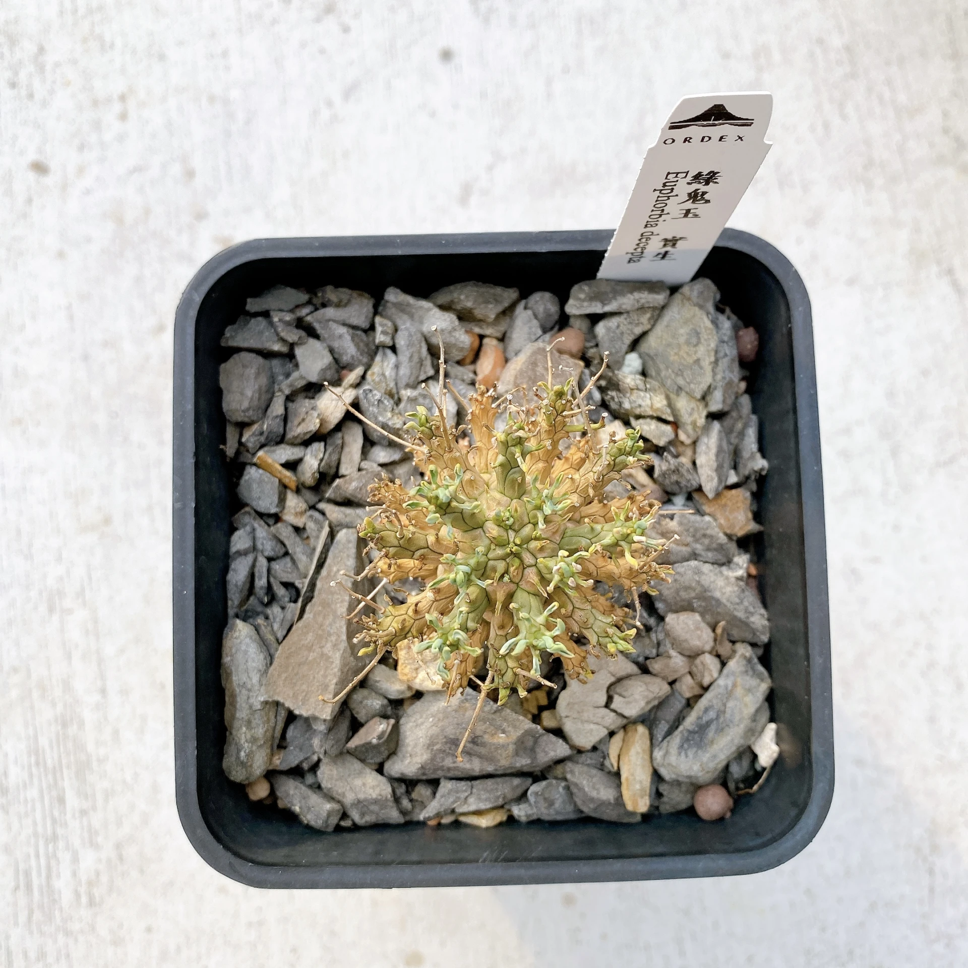 綠鬼玉 Euphorbia decepta CA-17035