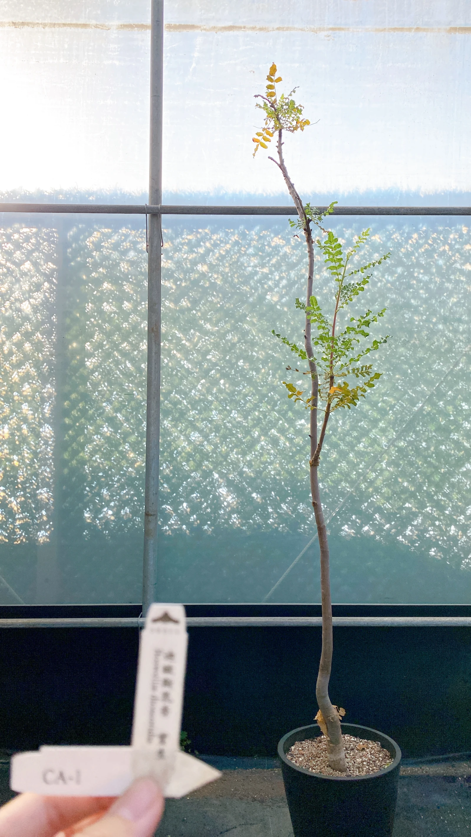 迪歐斯乳香 Boswellia dioscoridis CA-1