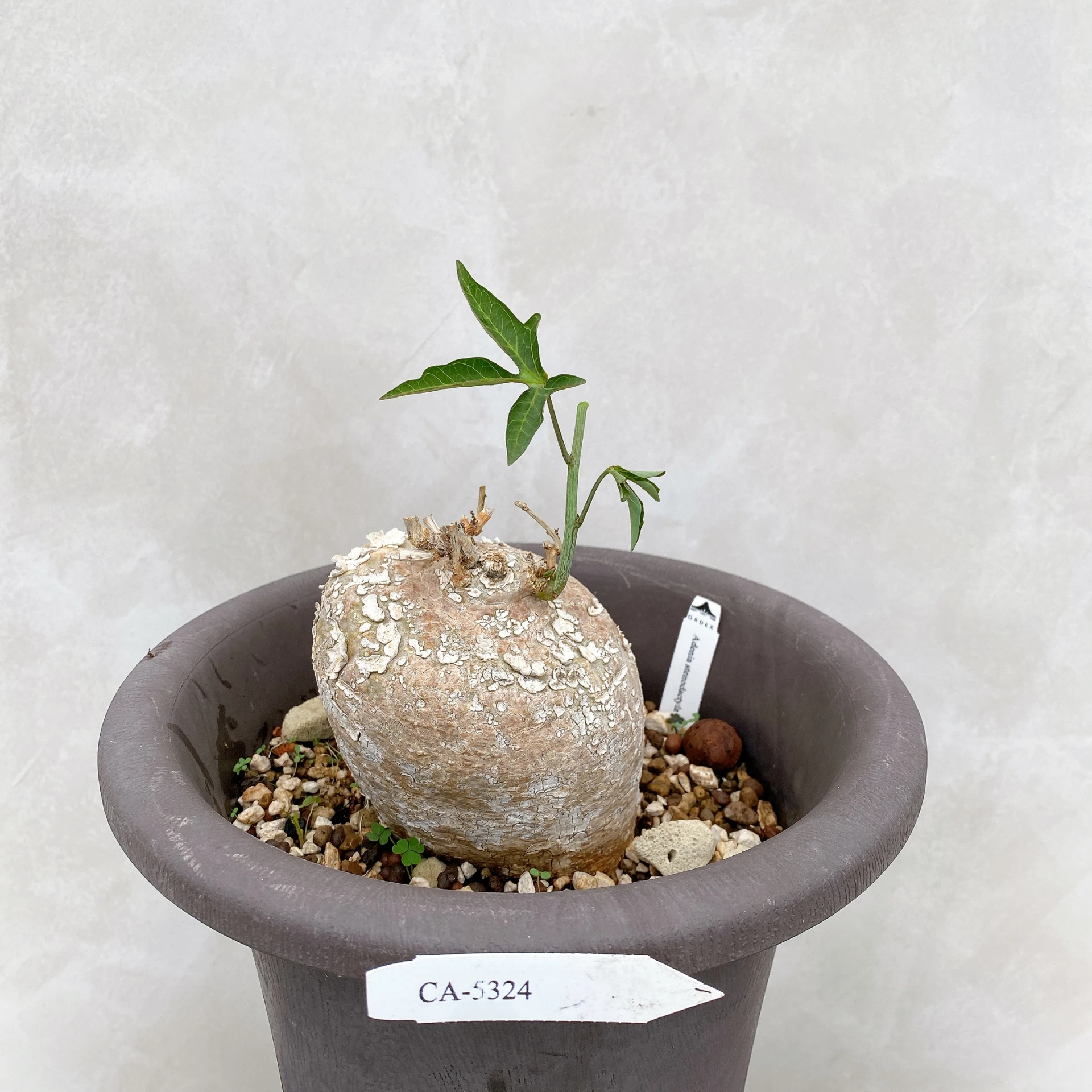 Adenia stenodactyla CA-5324
